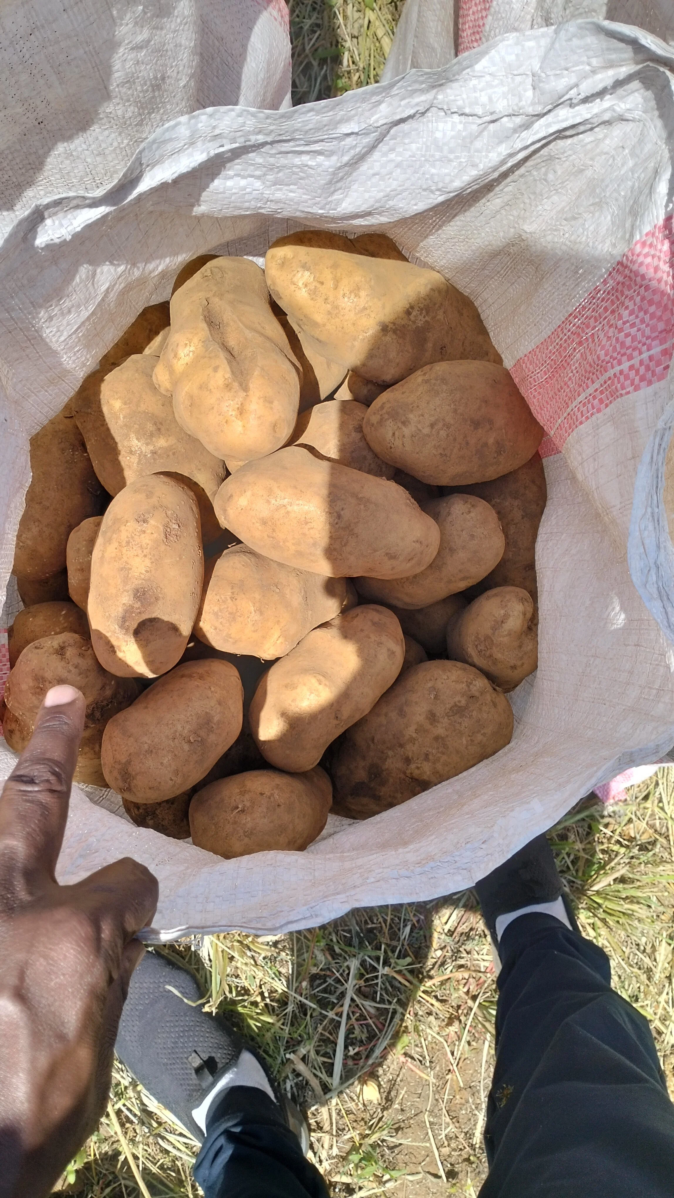 G-plex certified Shangi seed potato 50kg bags in Nakuru, Kenya
