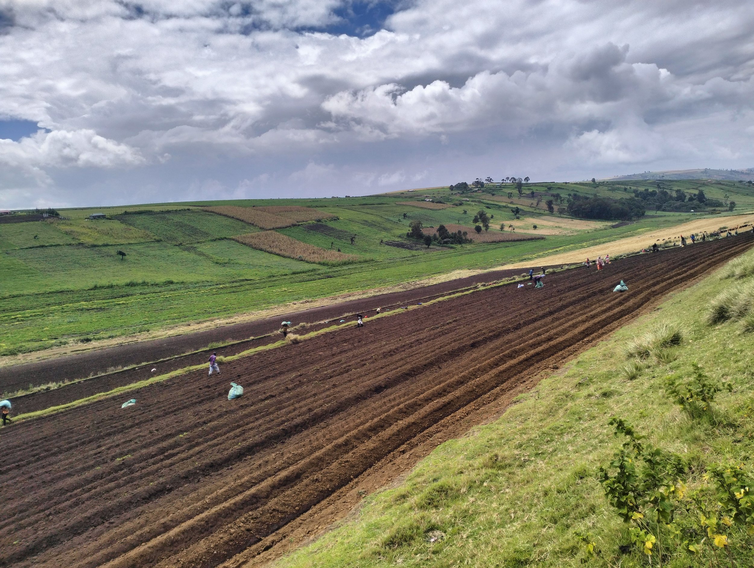 G-plex certified Shangi seed potato 50kg bags in Nakuru, Kenya