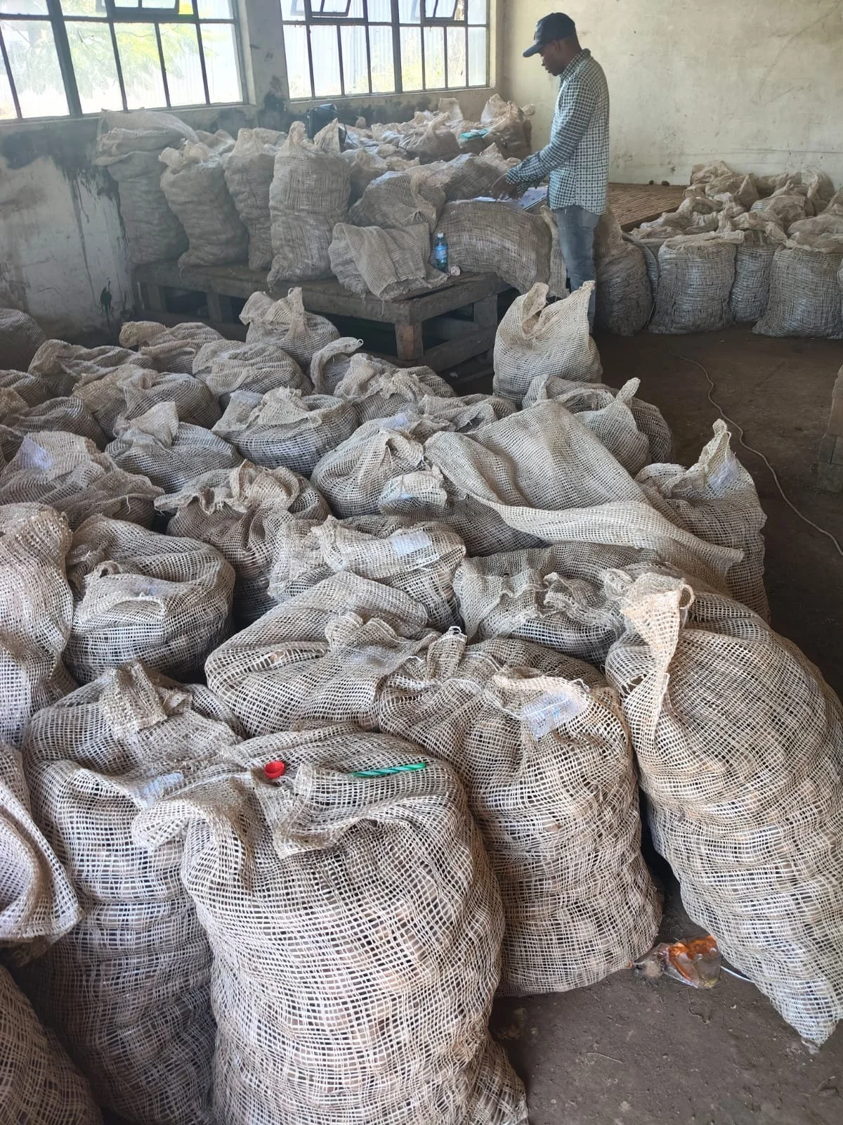 G-plex certified Shangi seed potato 50kg bags in Nakuru, Kenya