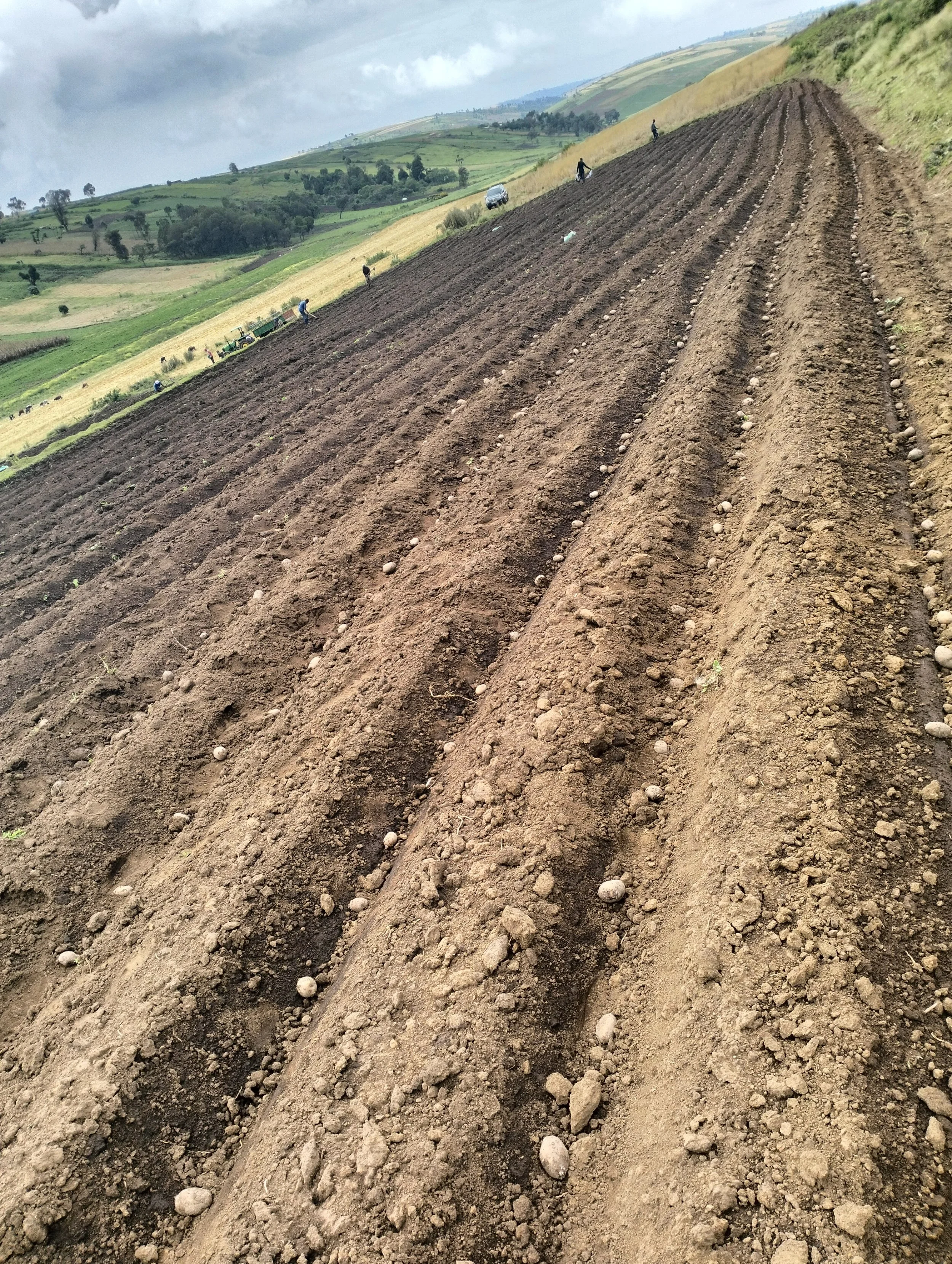 G-plex certified Shangi seed potato 50kg bags in Nakuru, Kenya