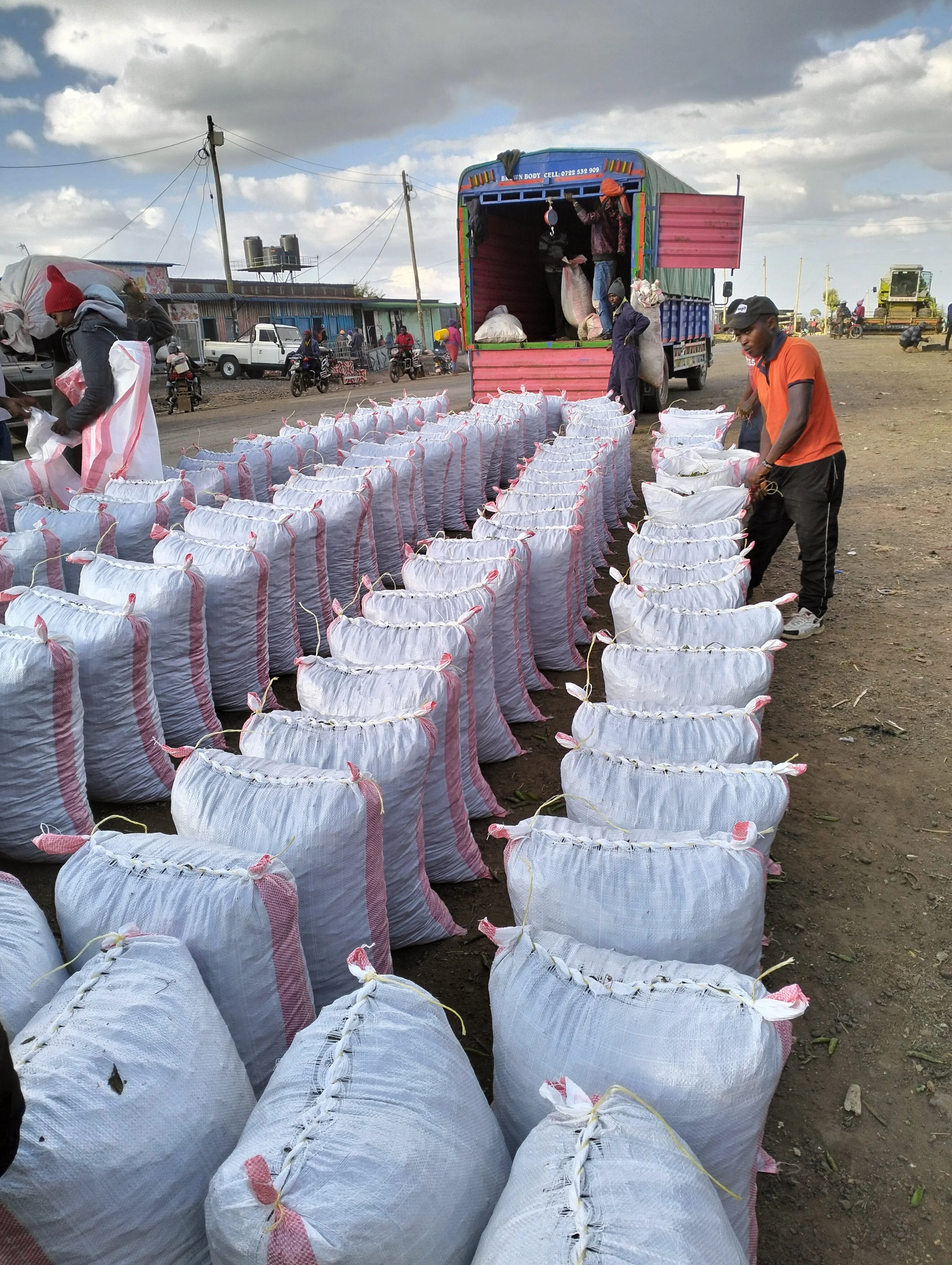 G-plex certified Shangi seed potato 50kg bags in Nakuru, Kenya
