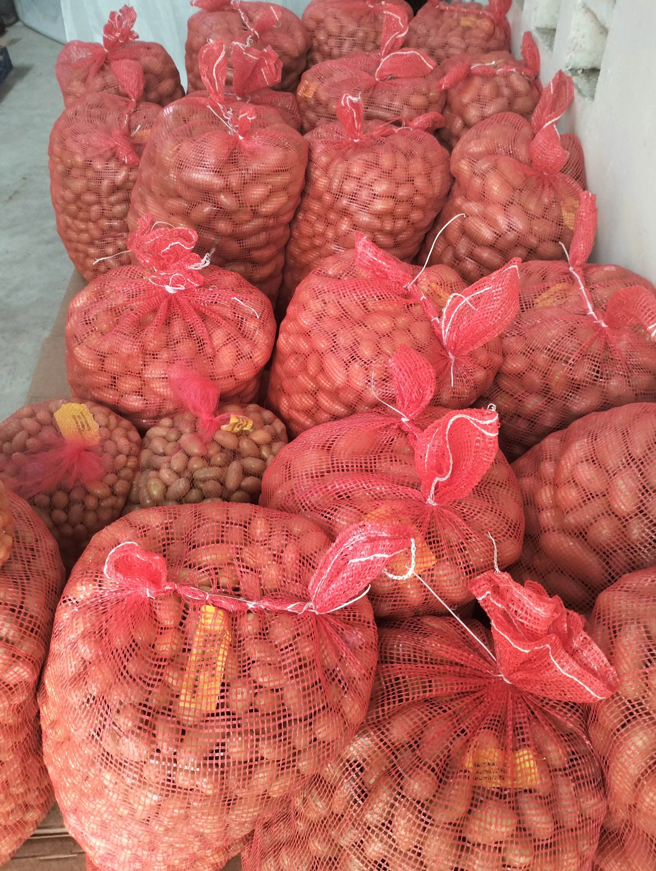 G-plex certified Shangi seed potato 50kg bags in Nakuru, Kenya