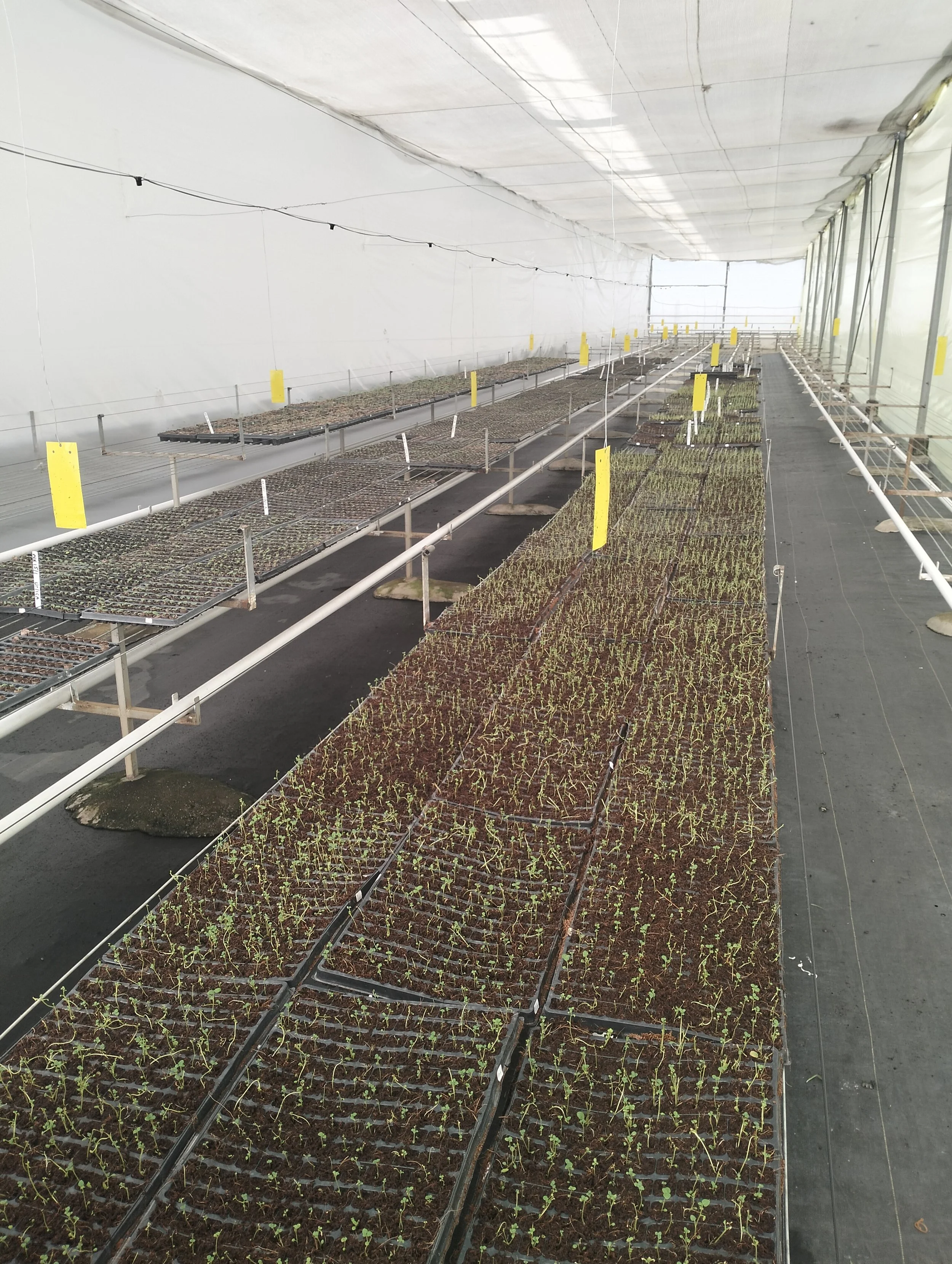 G-plex certified Shangi seed potato 50kg bags in Nakuru, Kenya