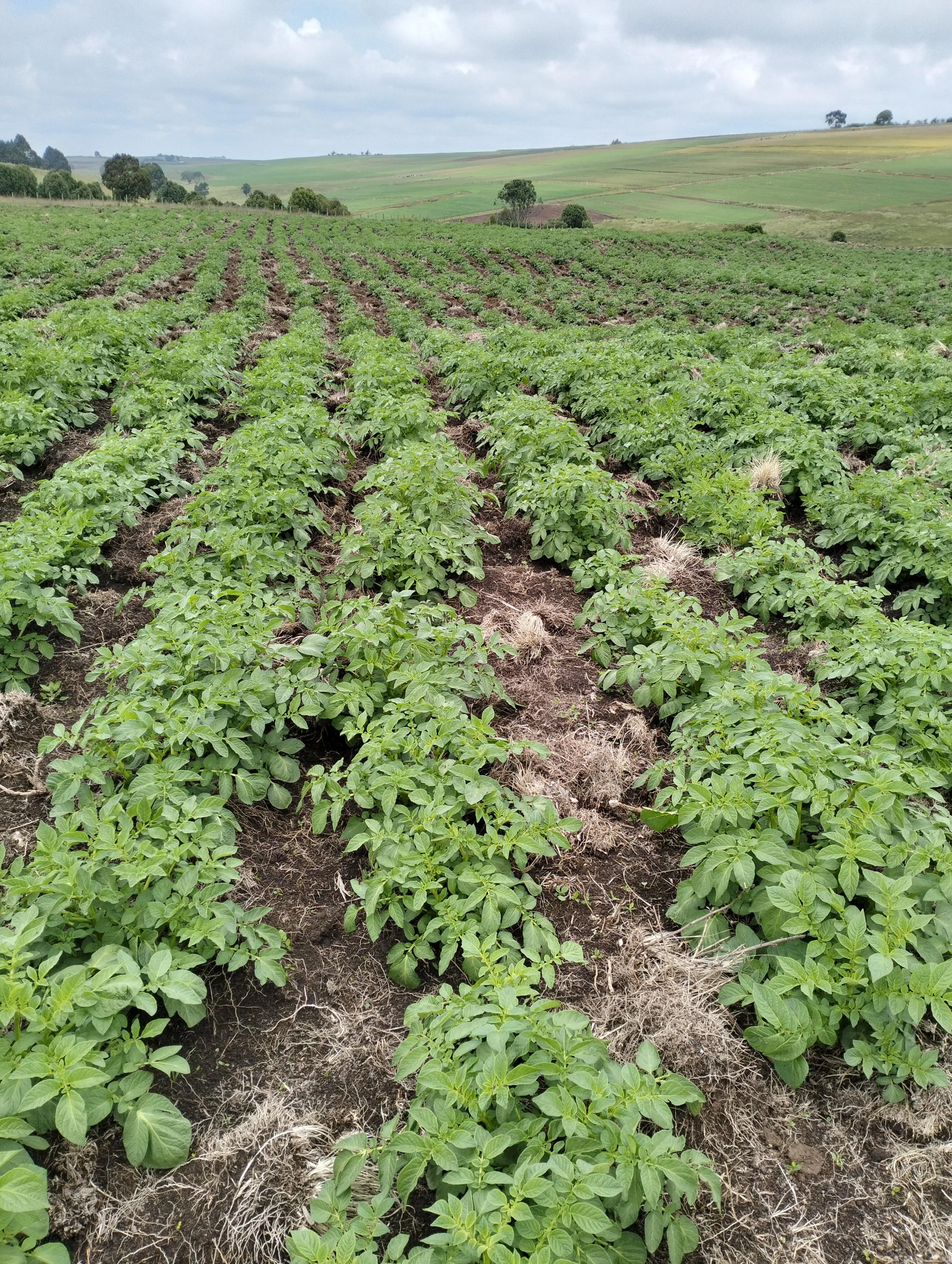 G-plex certified Shangi seed potato 50kg bags in Nakuru, Kenya