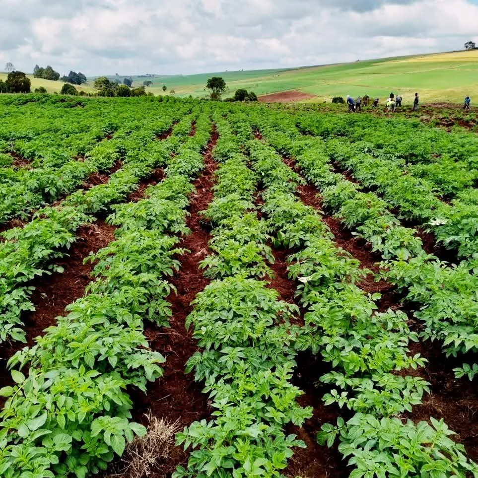 Lush green crop rows of certified Shangi seed potatoes growing in a well-managed field with agricultural farmers in Kenya.