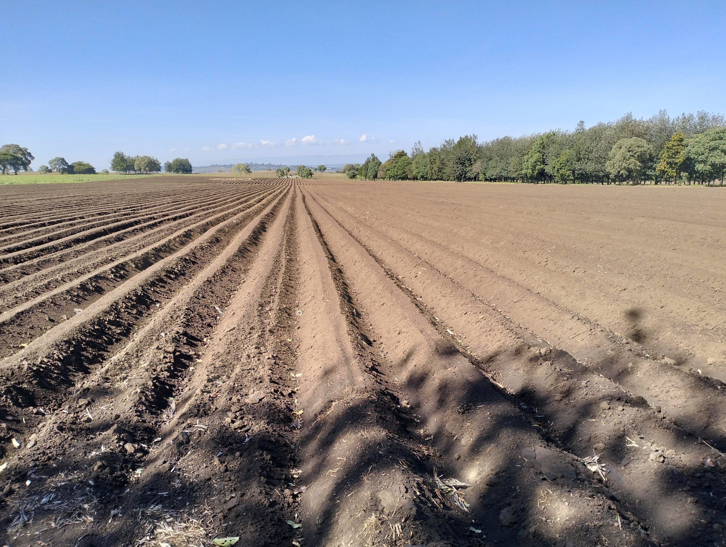 G-plex certified Shangi seed potato 50kg bags in Nakuru, Kenya
