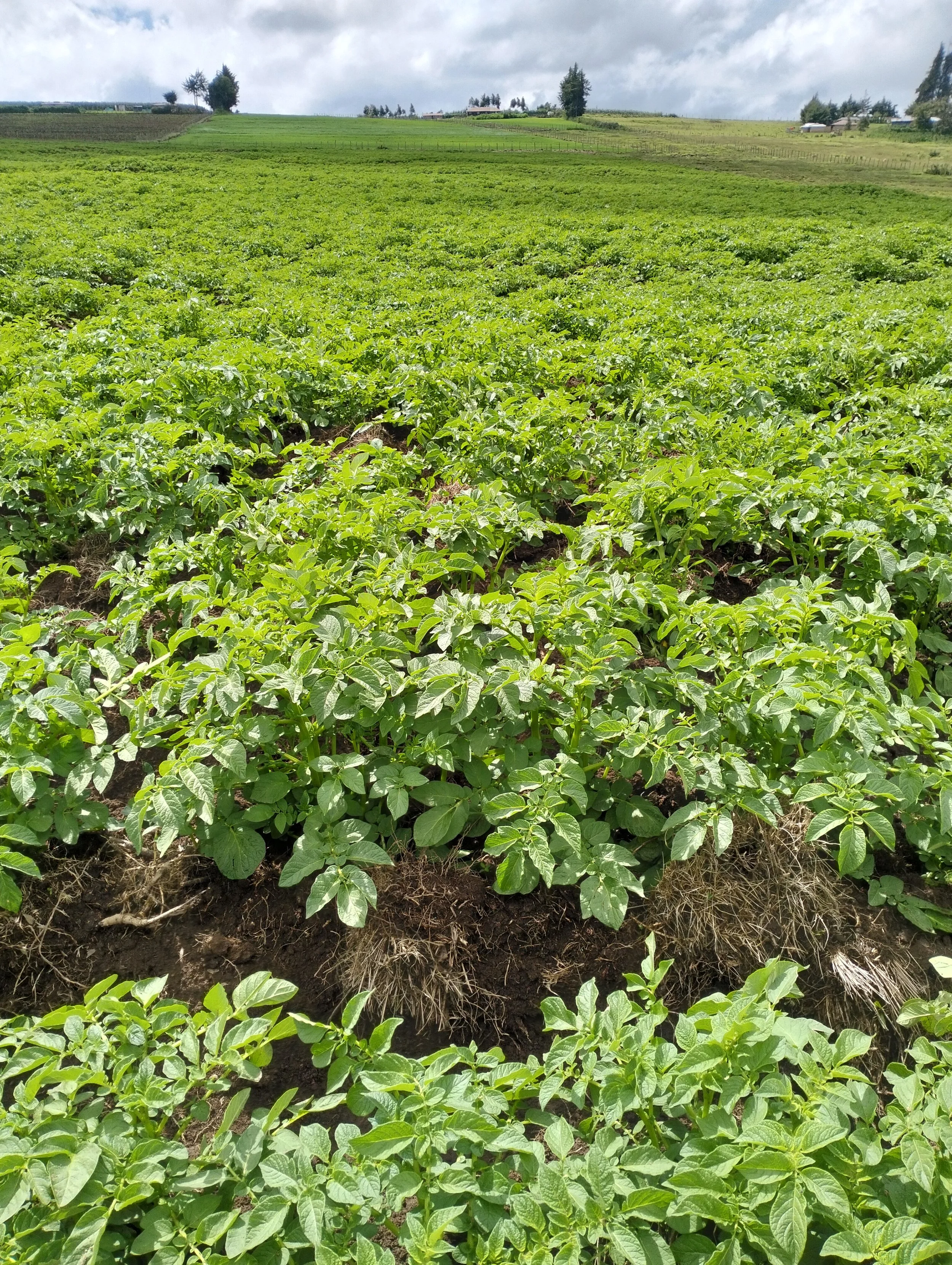 G-plex certified Shangi seed potato 50kg bags in Nakuru, Kenya