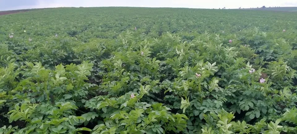 G-plex certified Shangi seed potato 50kg bags in Nakuru, Kenya