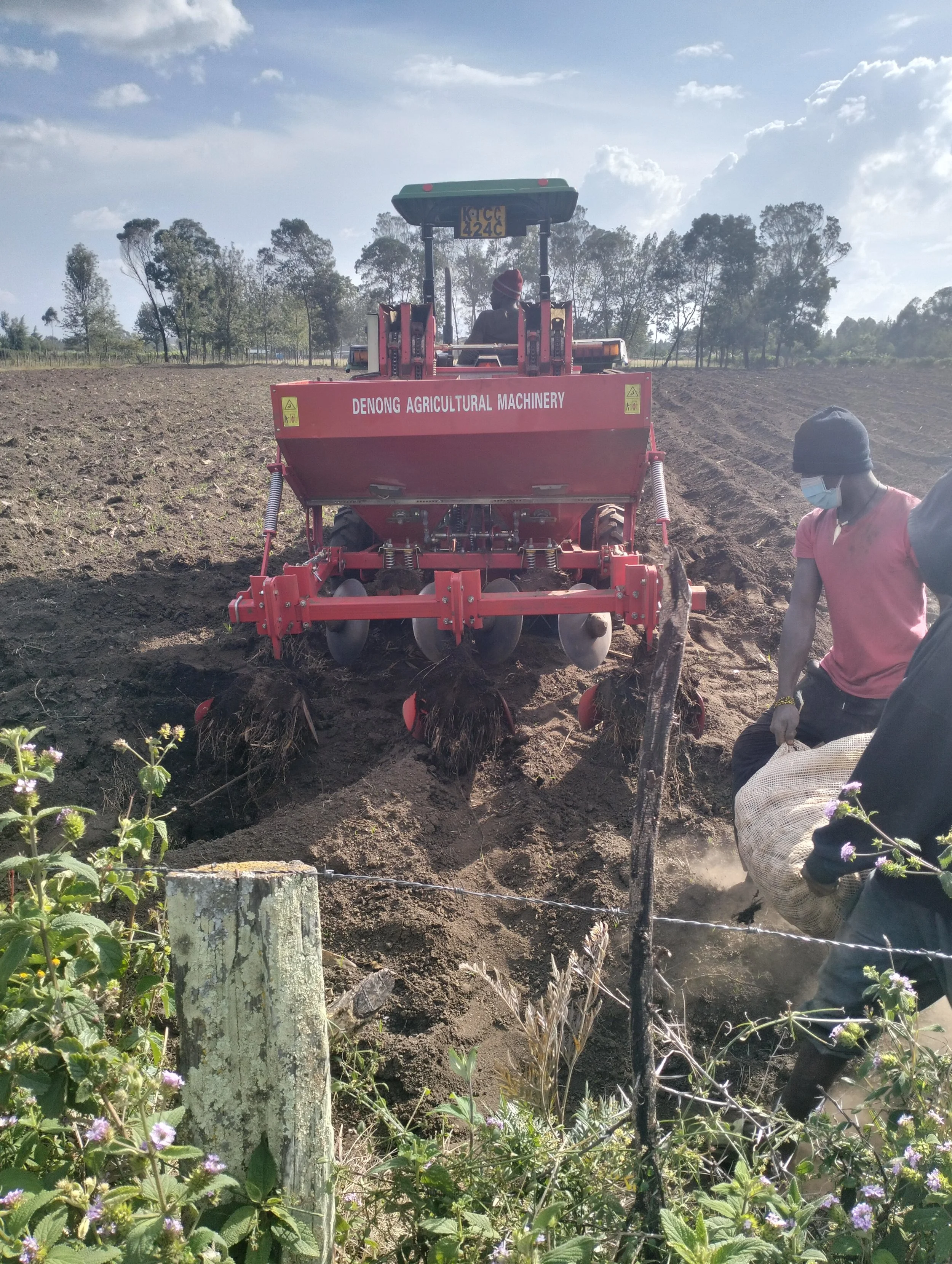 G-plex certified Shangi seed potato 50kg bags in Nakuru, Kenya
