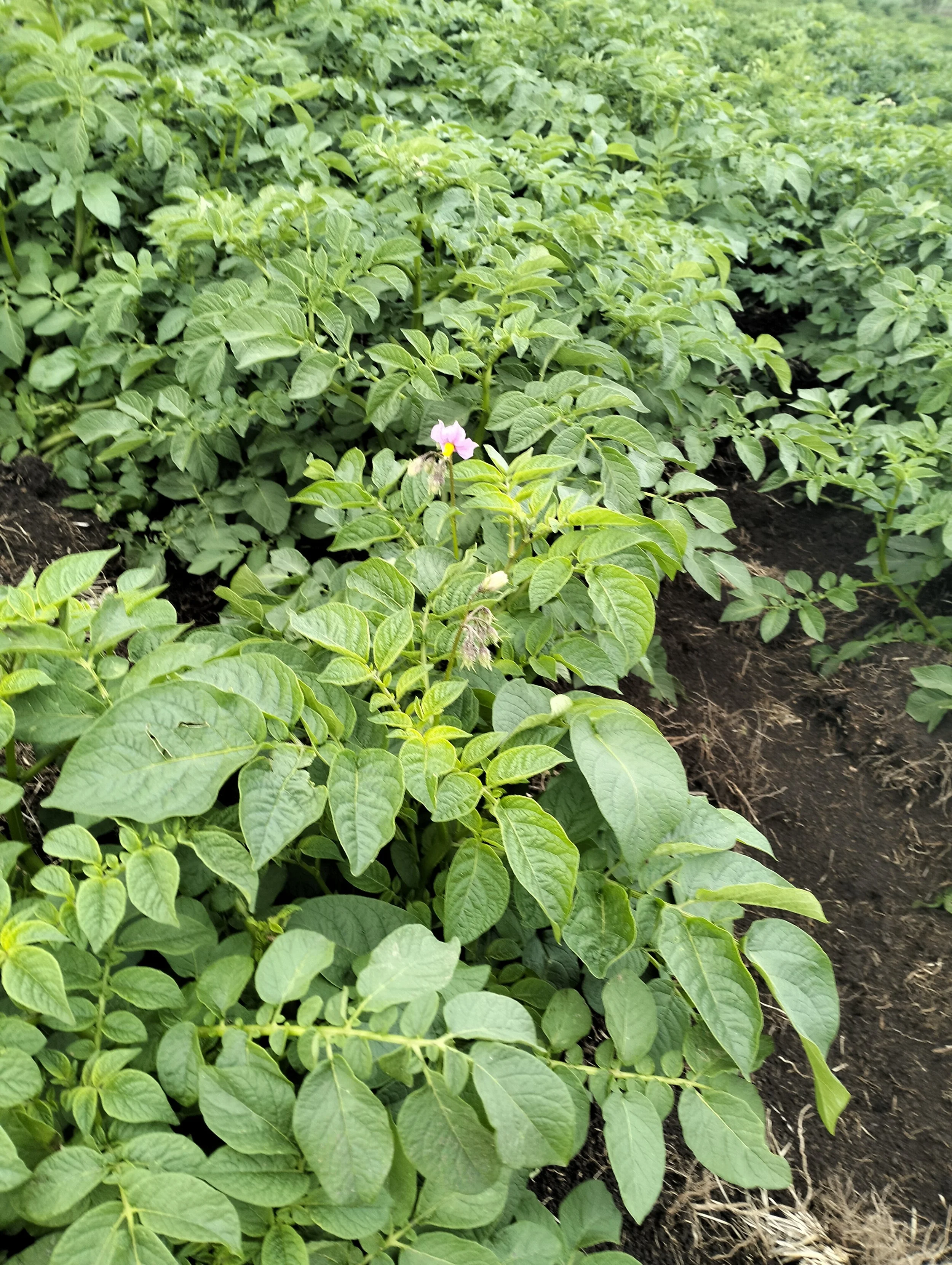 G-plex certified Shangi seed potato 50kg bags in Nakuru, Kenya