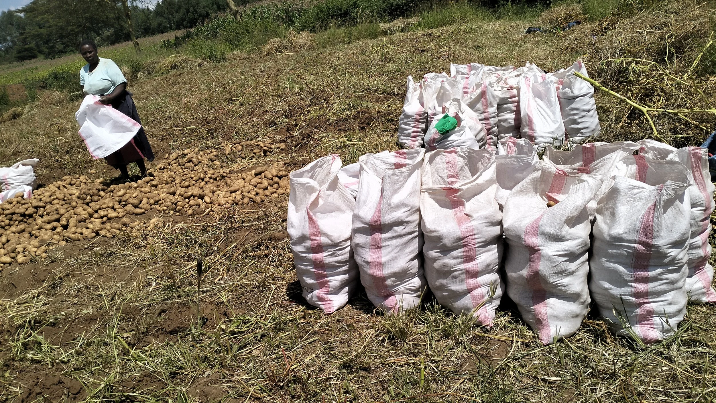 G-plex certified Shangi seed potato 50kg bags in Nakuru, Kenya