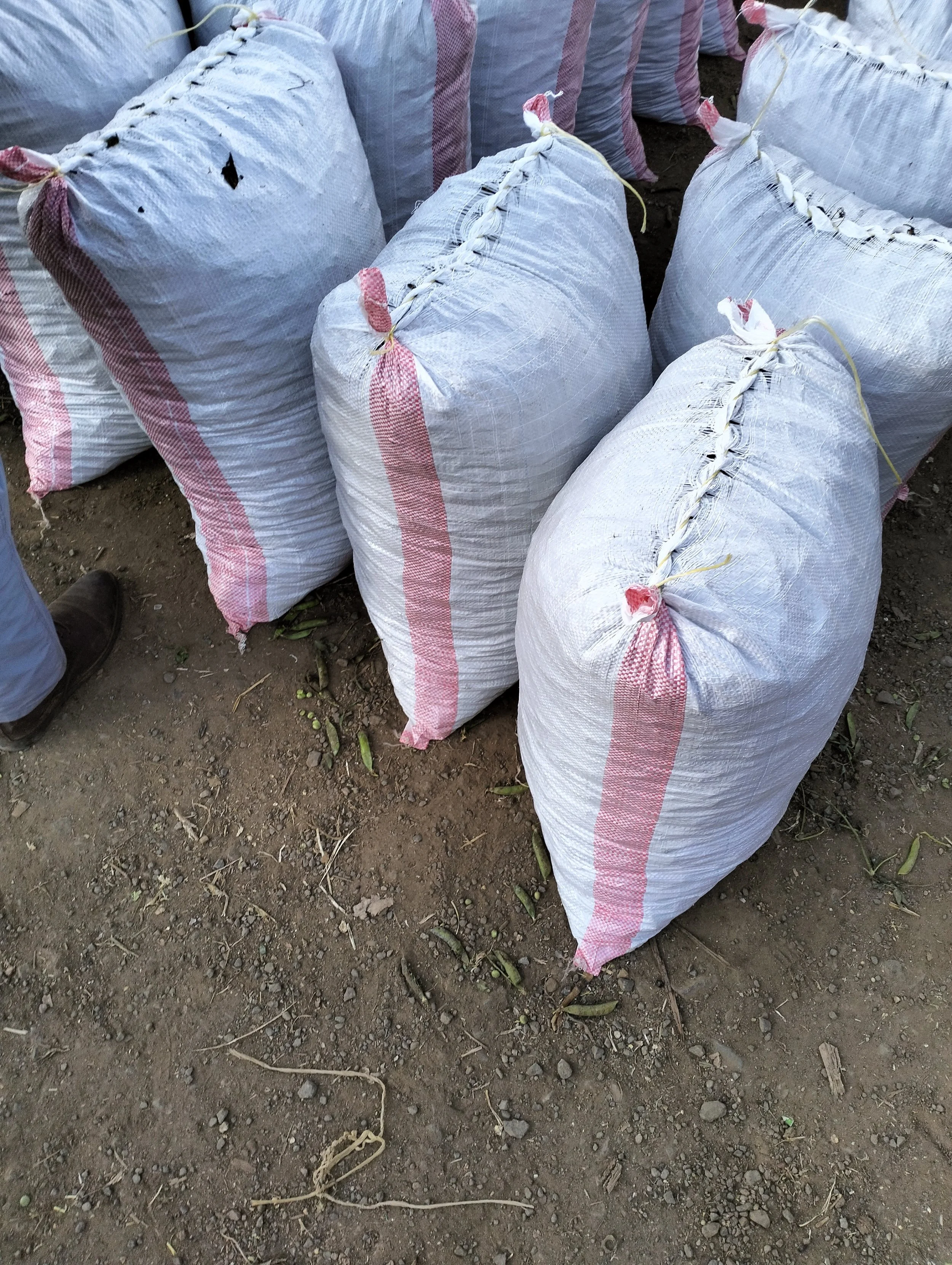 G-plex certified Shangi seed potato 50kg bags in Nakuru, Kenya