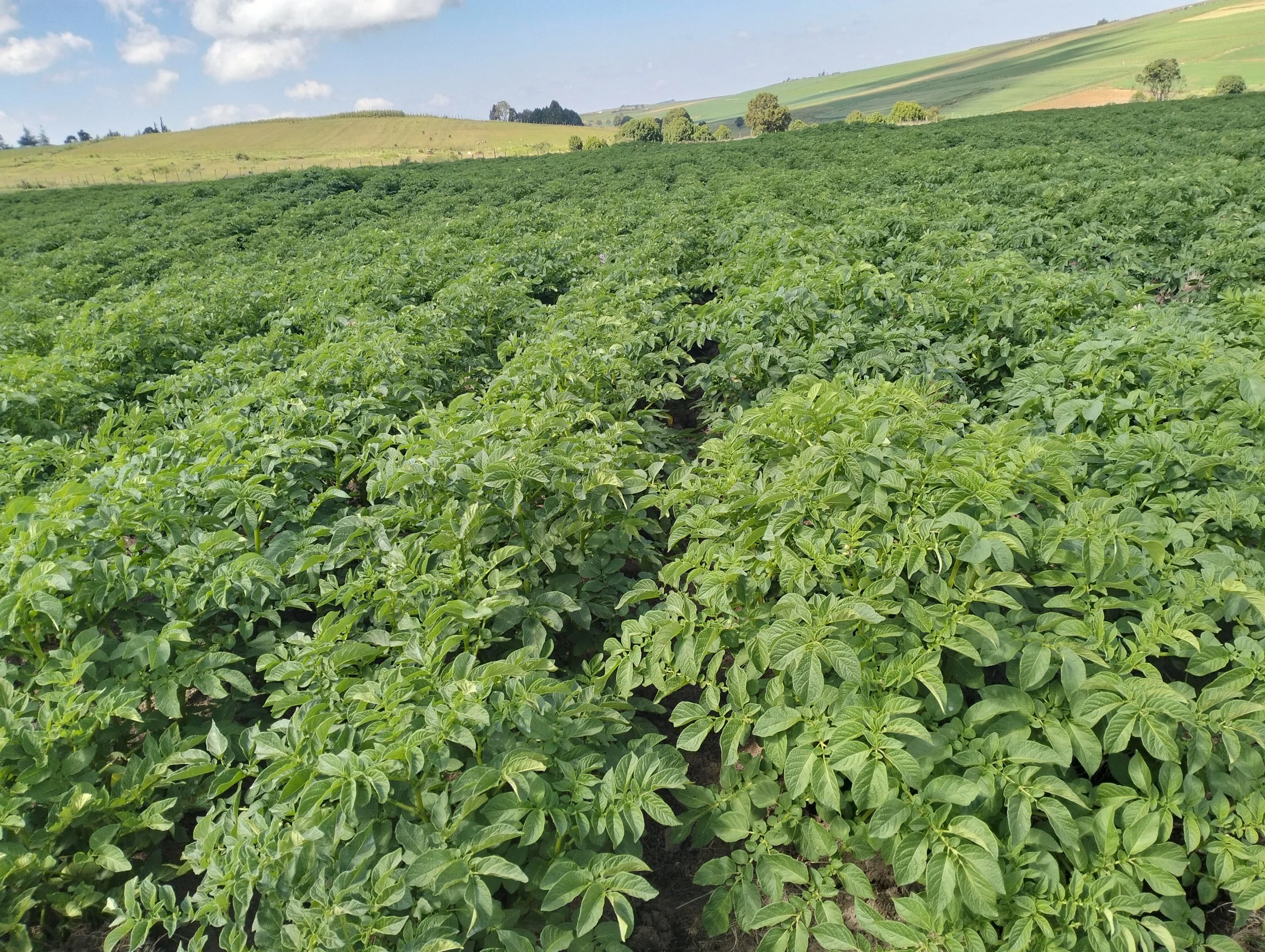 G-plex certified Shangi seed potato 50kg bags in Nakuru, Kenya