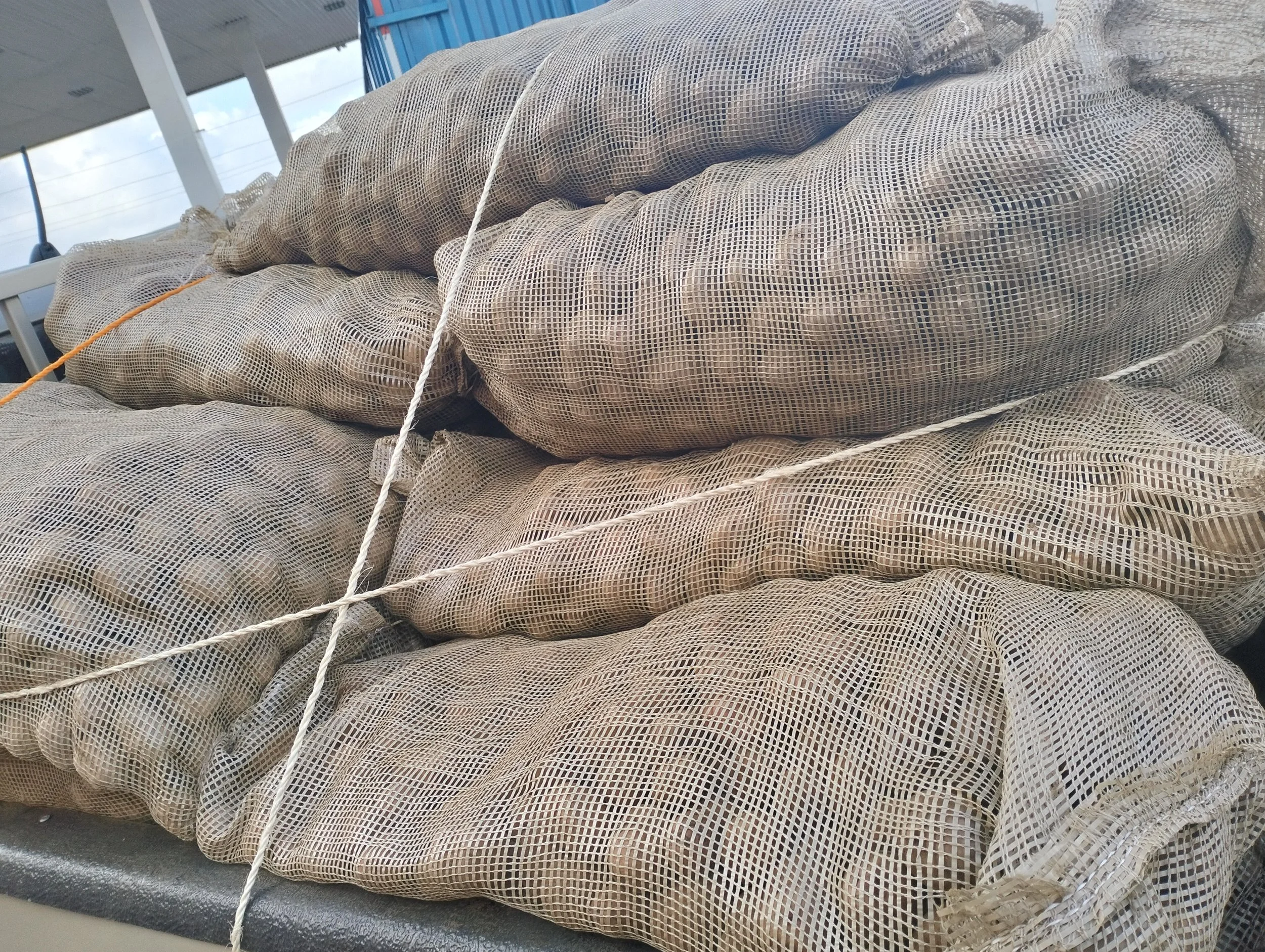 G-plex certified Shangi seed potato 50kg bags in Nakuru, Kenya