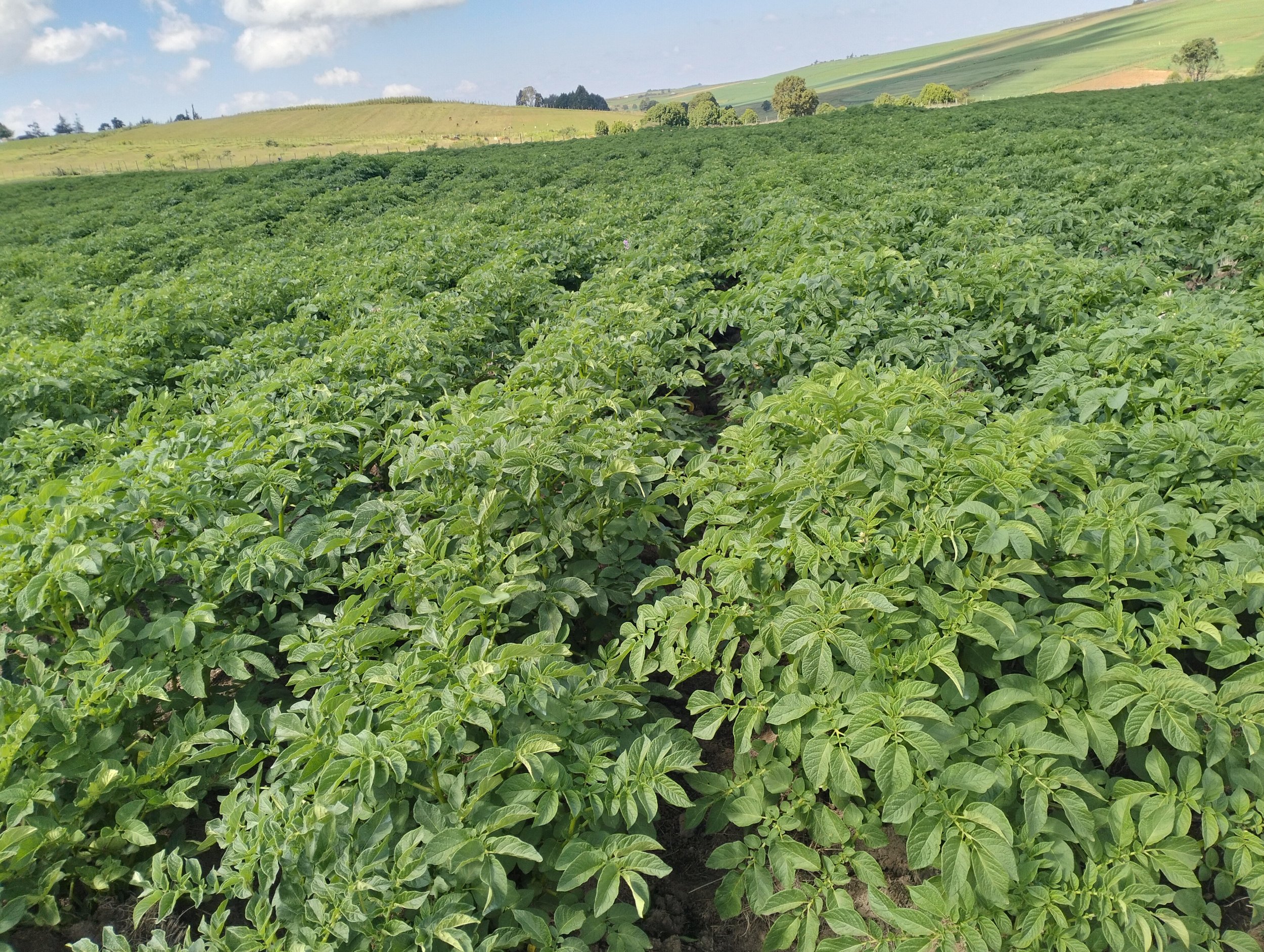 G-plex certified Shangi seed potato 50kg bags in Nakuru, Kenya