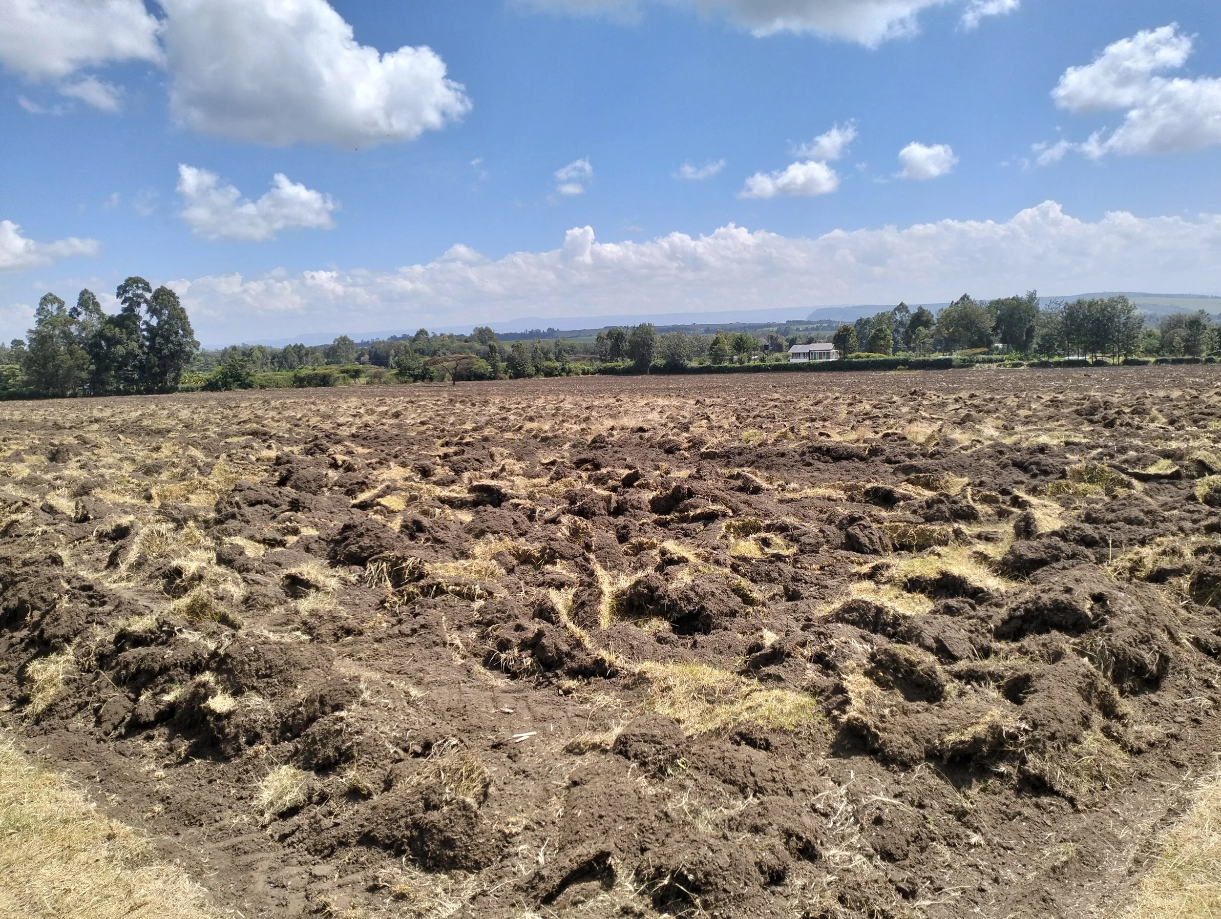 G-plex certified Shangi seed potato 50kg bags in Nakuru, Kenya