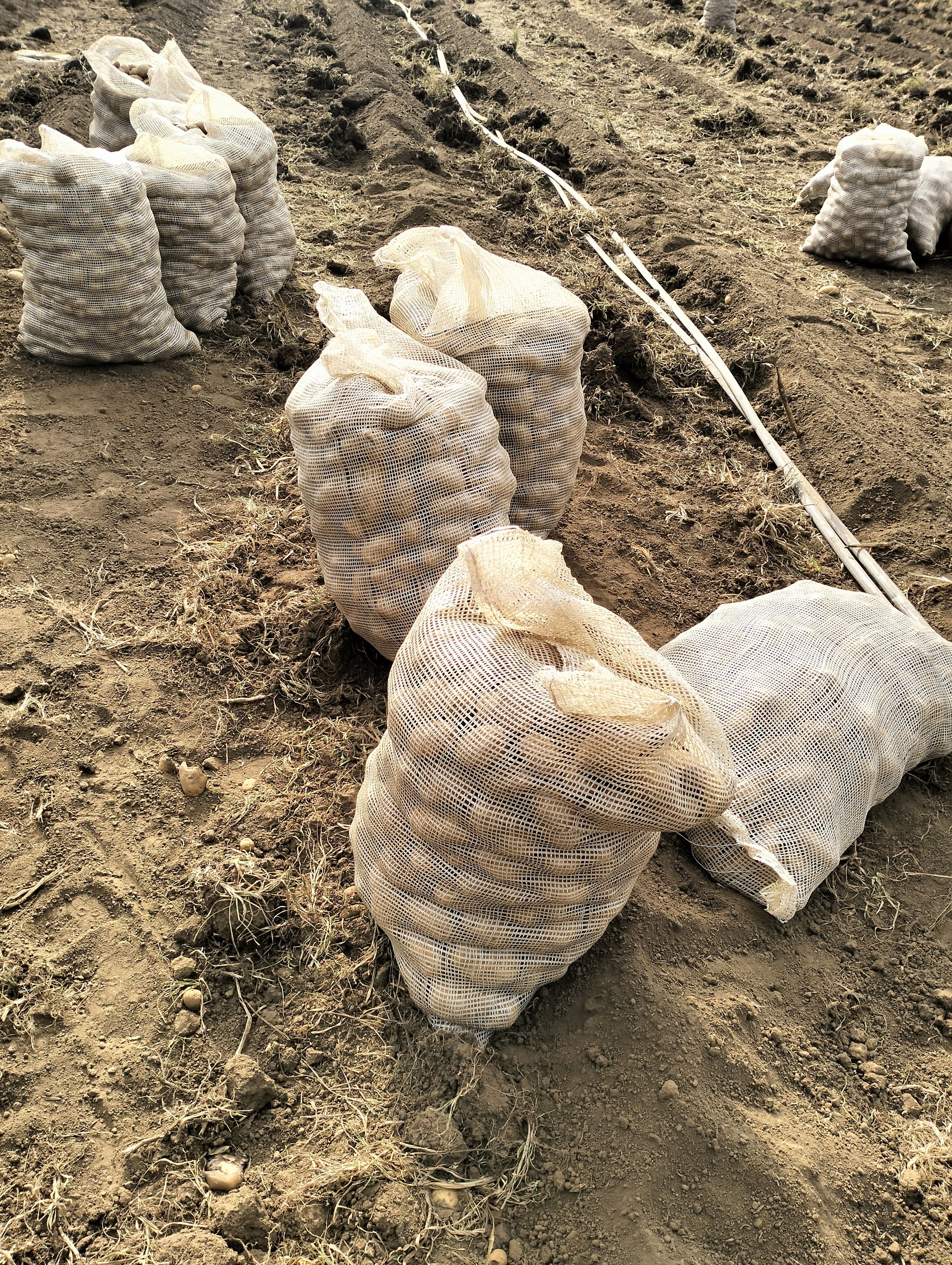 G-plex certified Shangi seed potato 50kg bags in Nakuru, Kenya