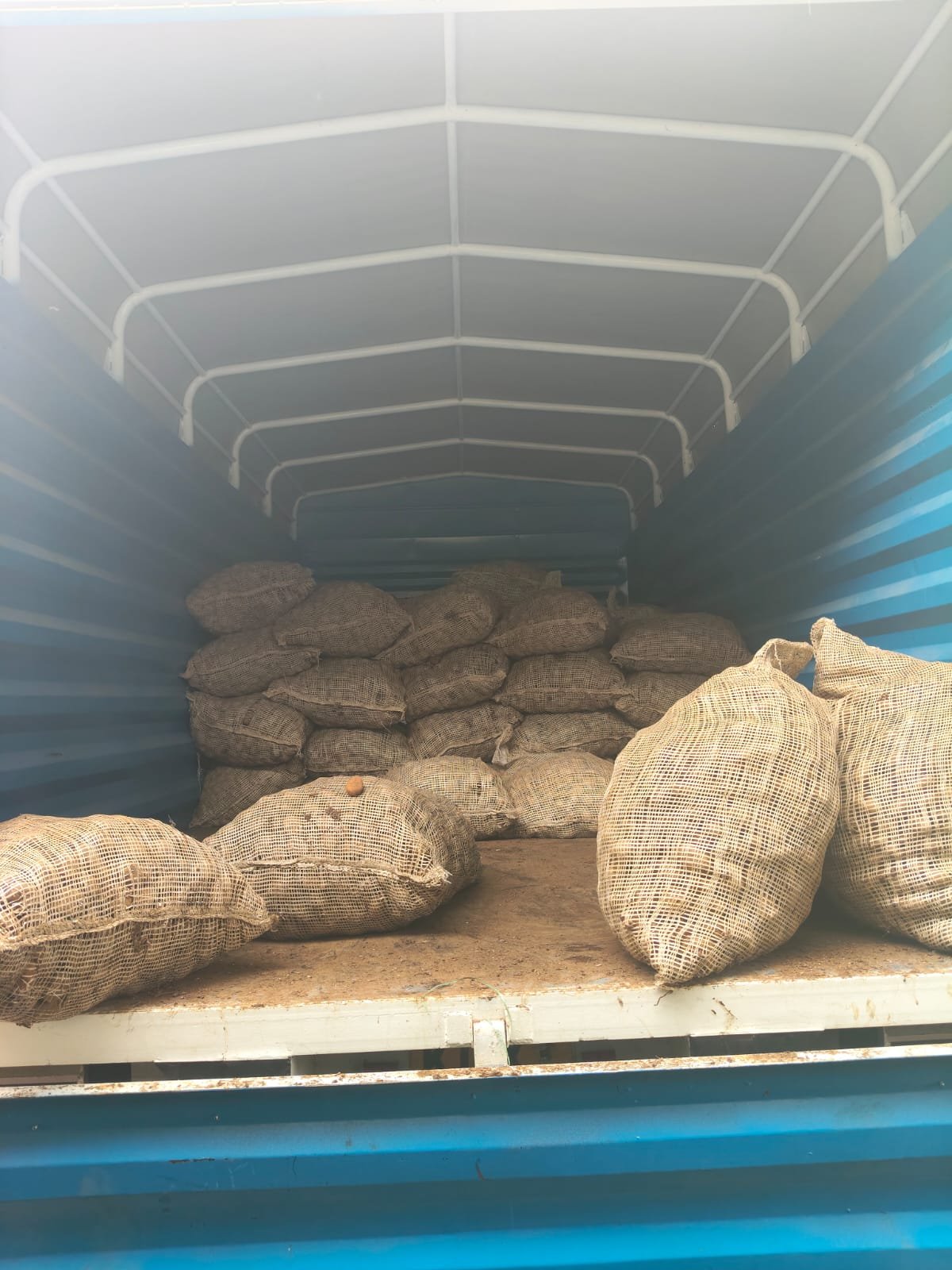 G-plex certified Shangi seed potato 50kg bags in Nakuru, Kenya