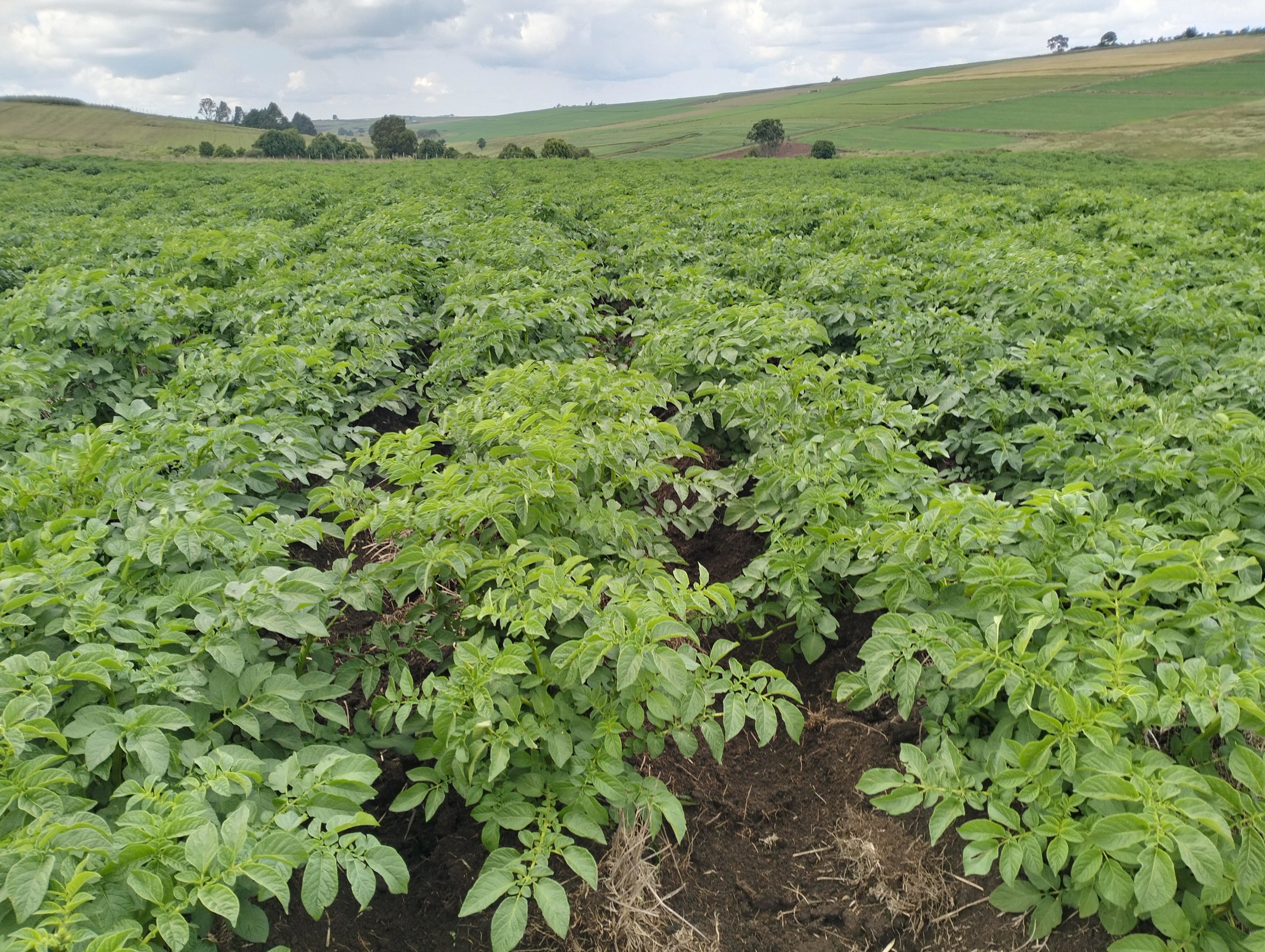 G-plex certified Shangi seed potato 50kg bags in Nakuru, Kenya