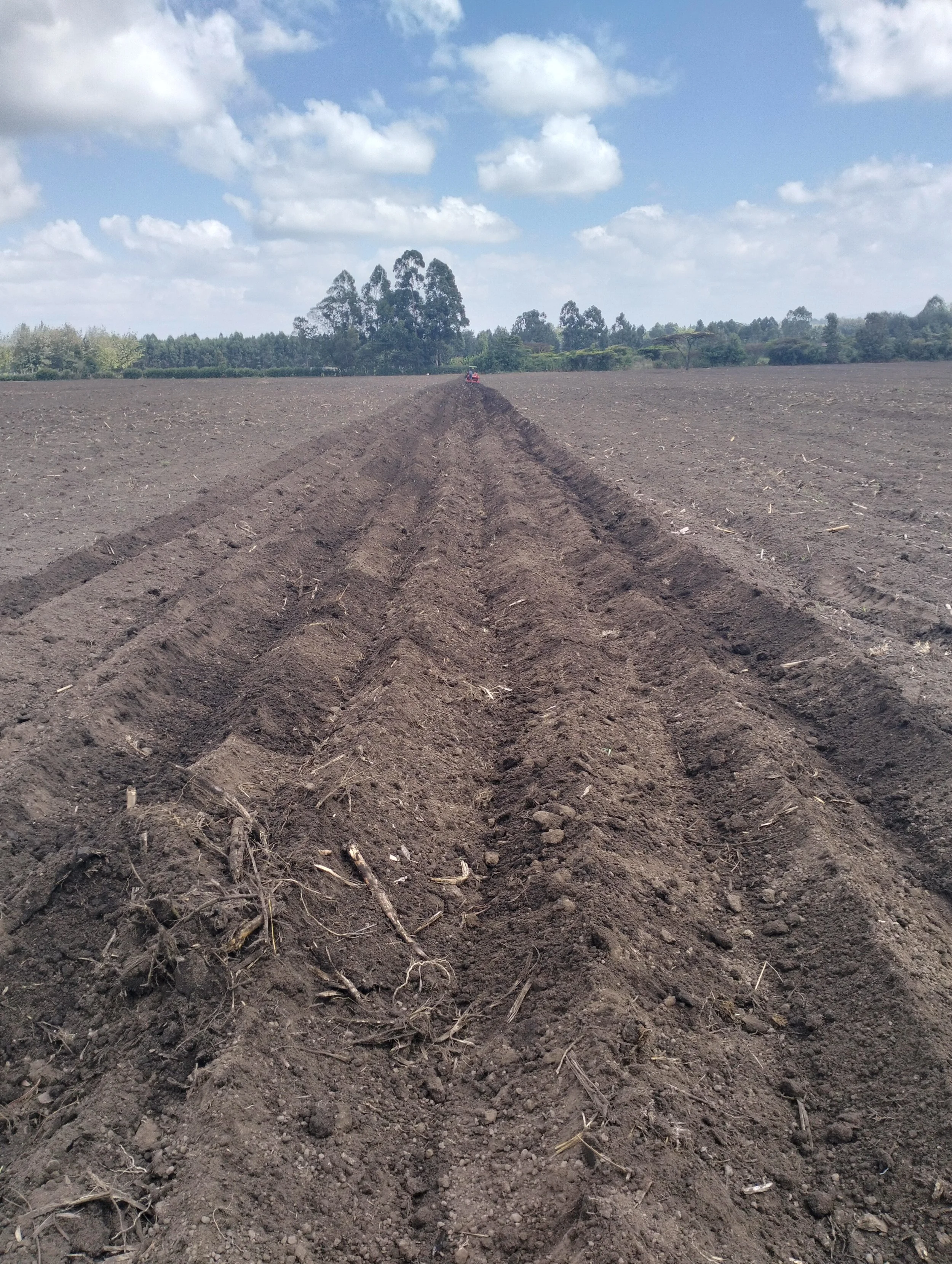 G-plex certified Shangi seed potato 50kg bags in Nakuru, Kenya