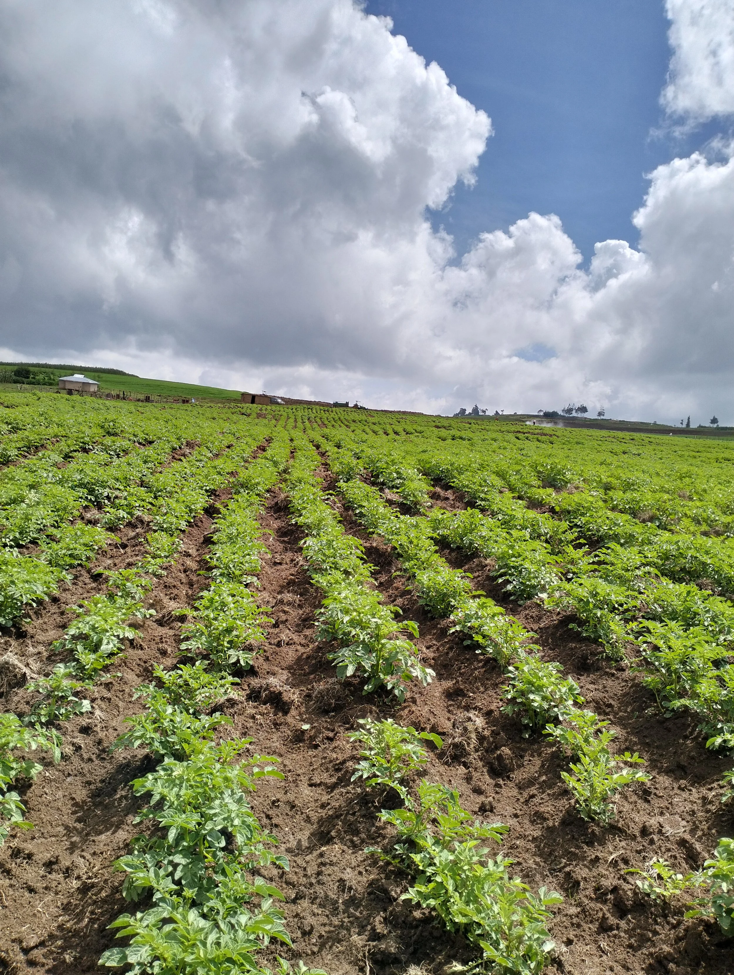 G-plex certified Shangi seed potato 50kg bags in Nakuru, Kenya