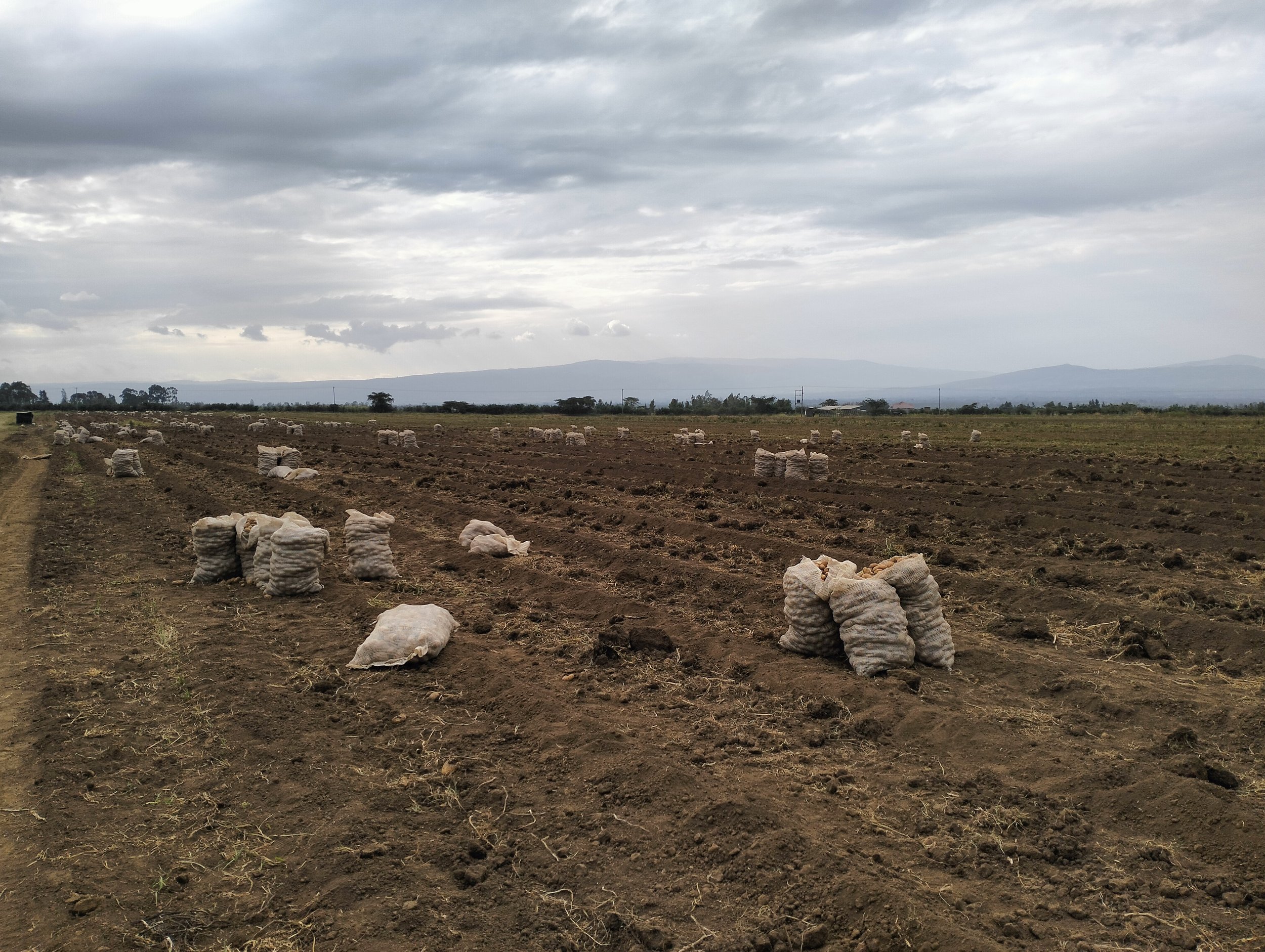 G-plex certified Shangi seed potato 50kg bags in Nakuru, Kenya