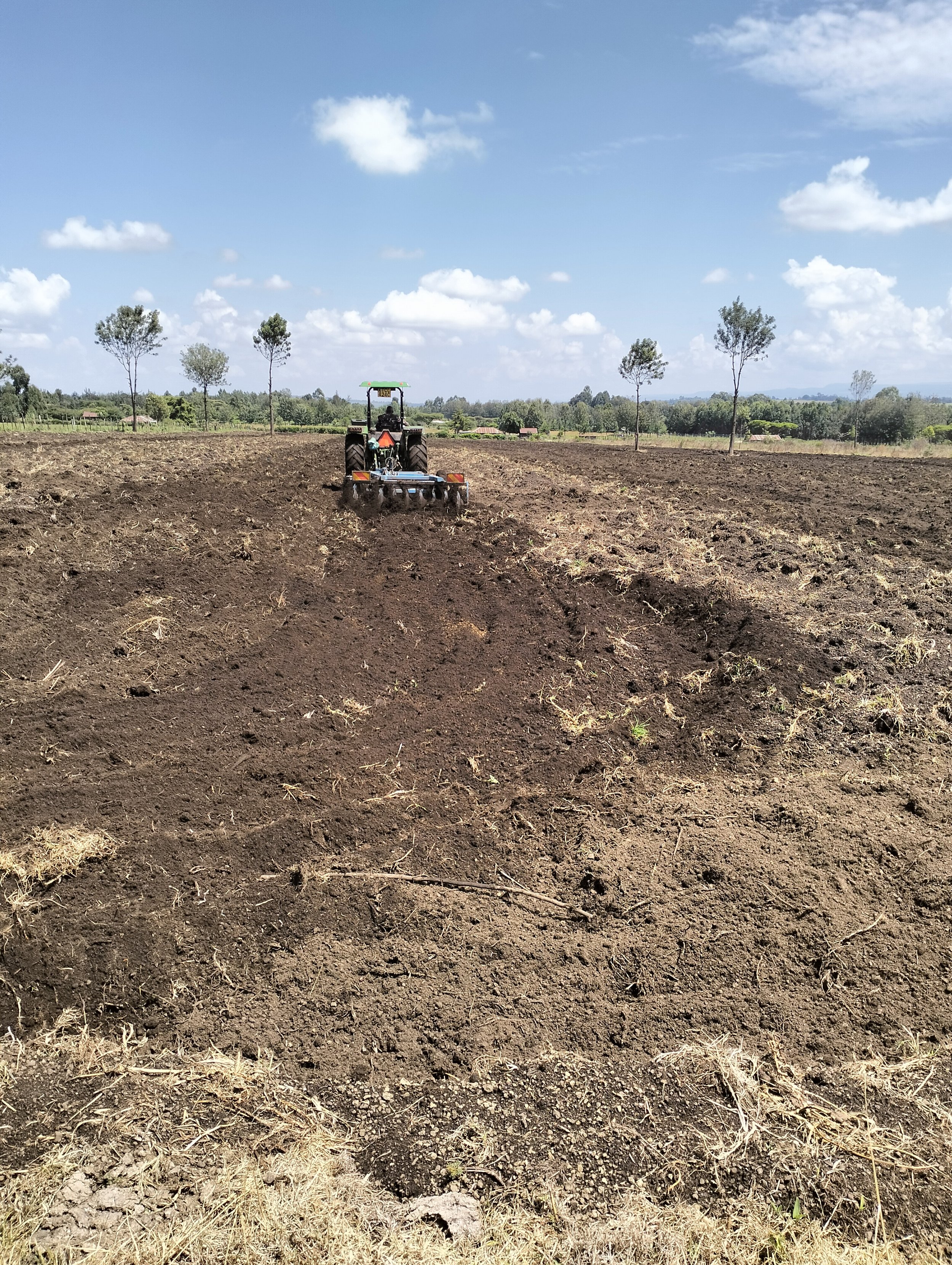 G-plex certified Shangi seed potato 50kg bags in Nakuru, Kenya