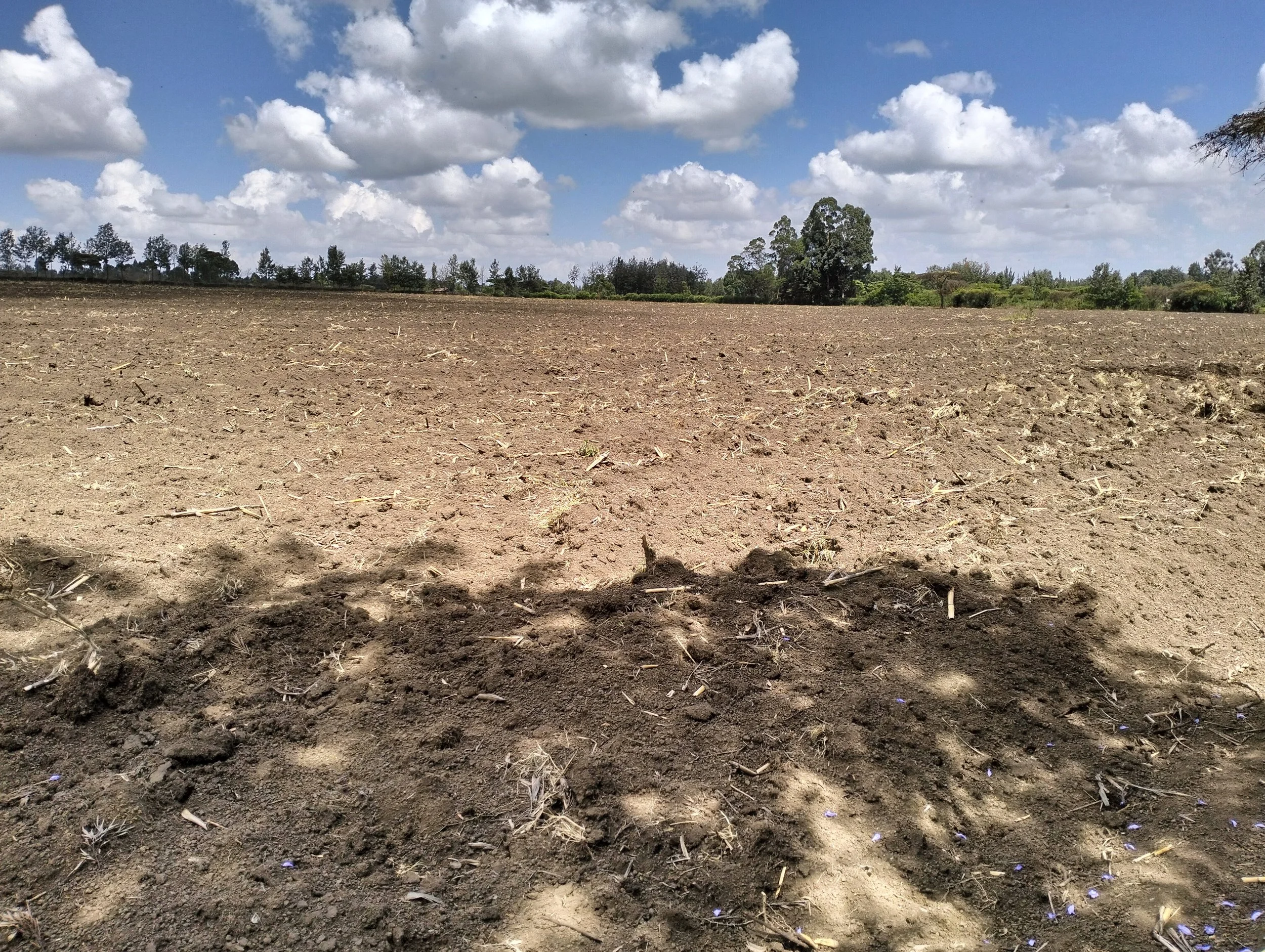 G-plex certified Shangi seed potato 50kg bags in Nakuru, Kenya