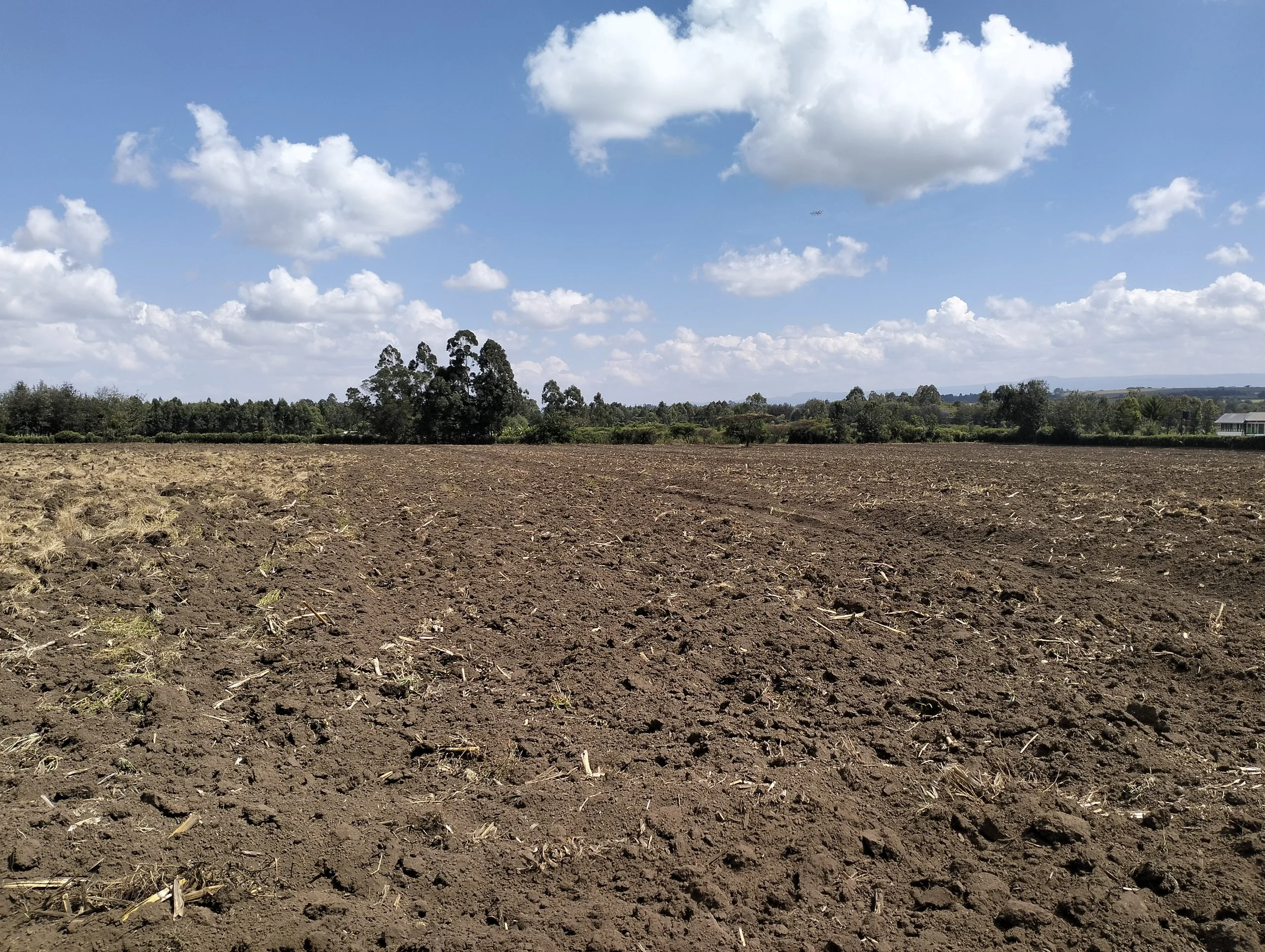 G-plex certified Shangi seed potato 50kg bags in Nakuru, Kenya