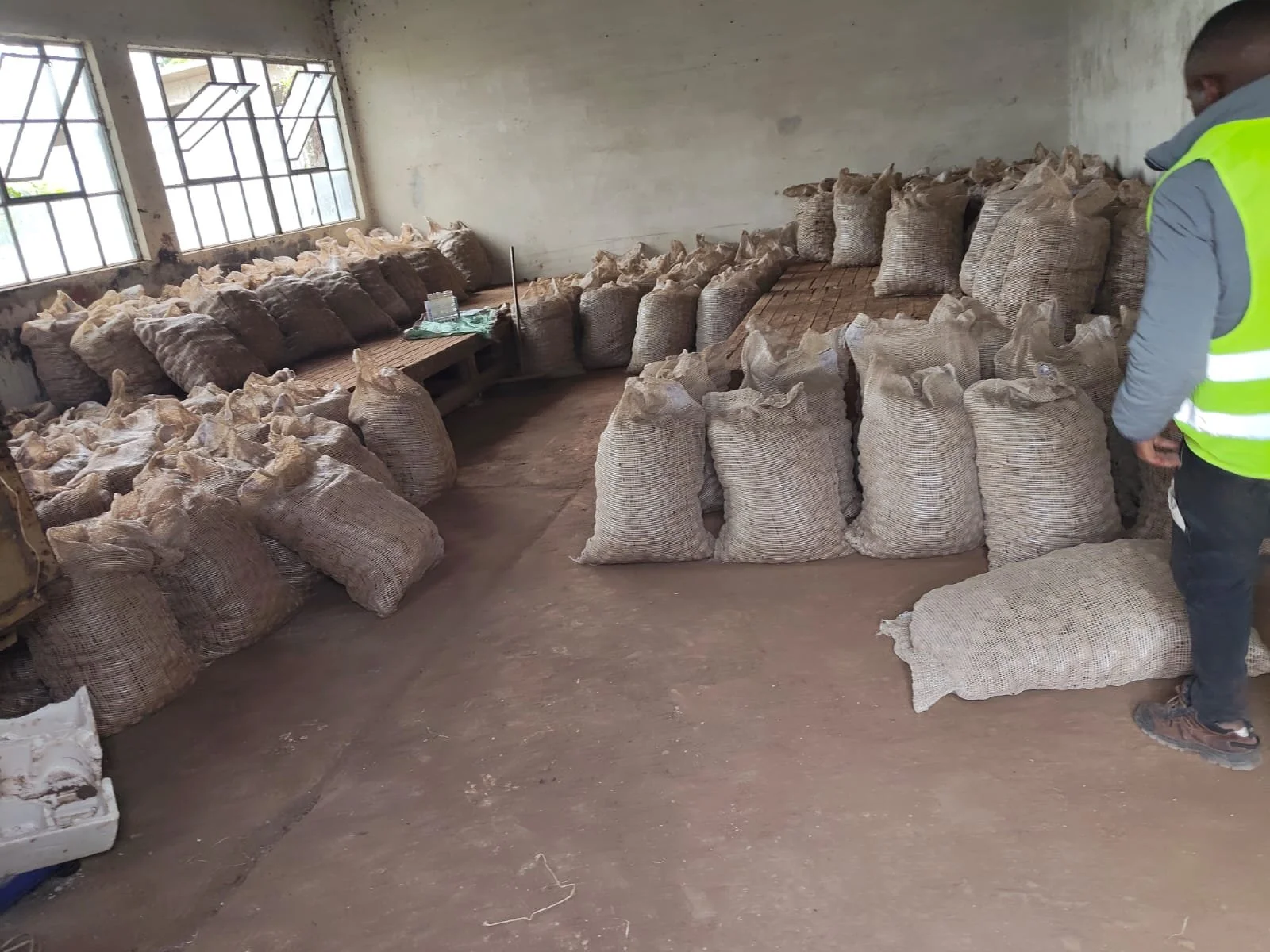 G-plex certified Shangi seed potato 50kg bags in Nakuru, Kenya