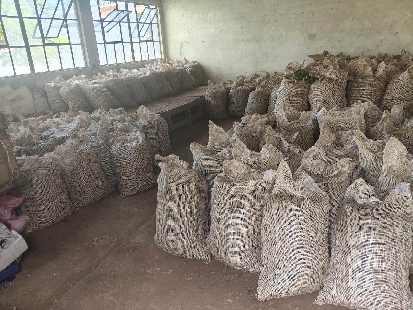 G-plex certified Shangi seed potato 50kg bags in Nakuru, Kenya