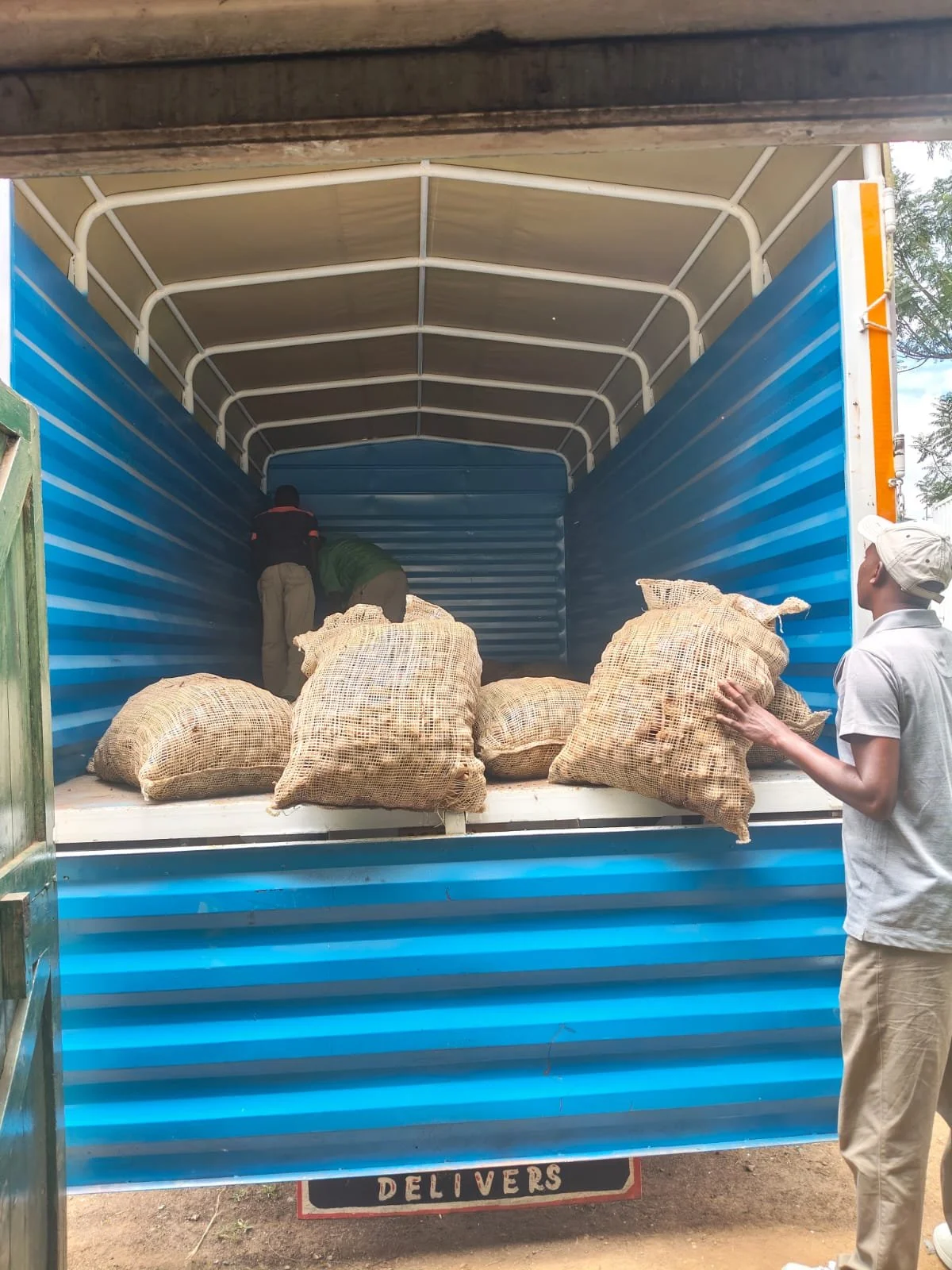 G-plex certified Shangi seed potato 50kg bags in Nakuru, Kenya