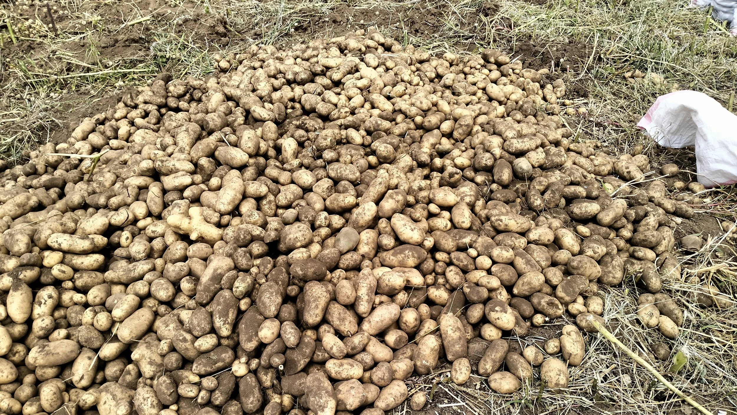 G-plex certified Shangi seed potato 50kg bags in Nakuru, Kenya