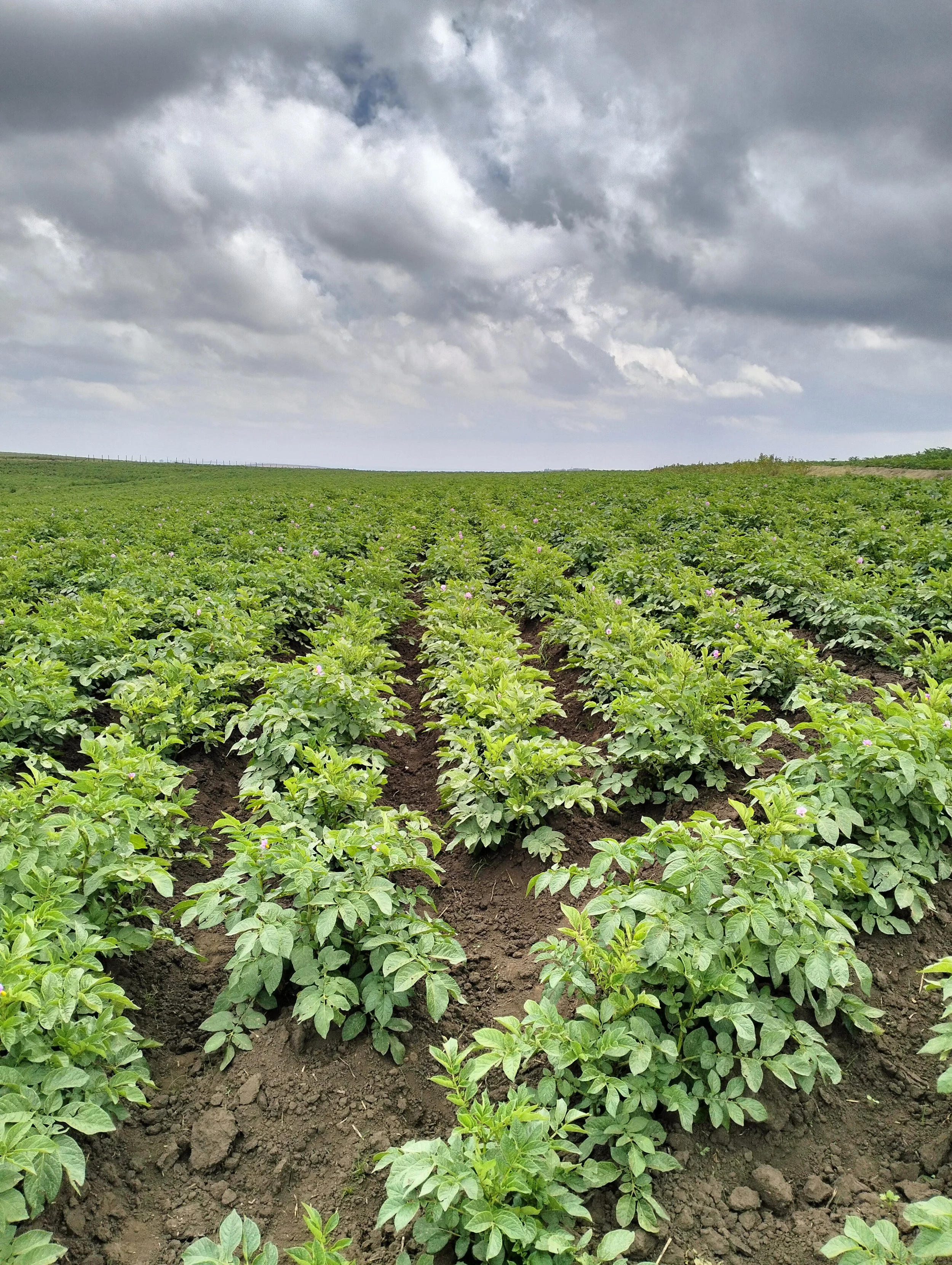 G-plex certified Shangi seed potato 50kg bags in Nakuru, Kenya