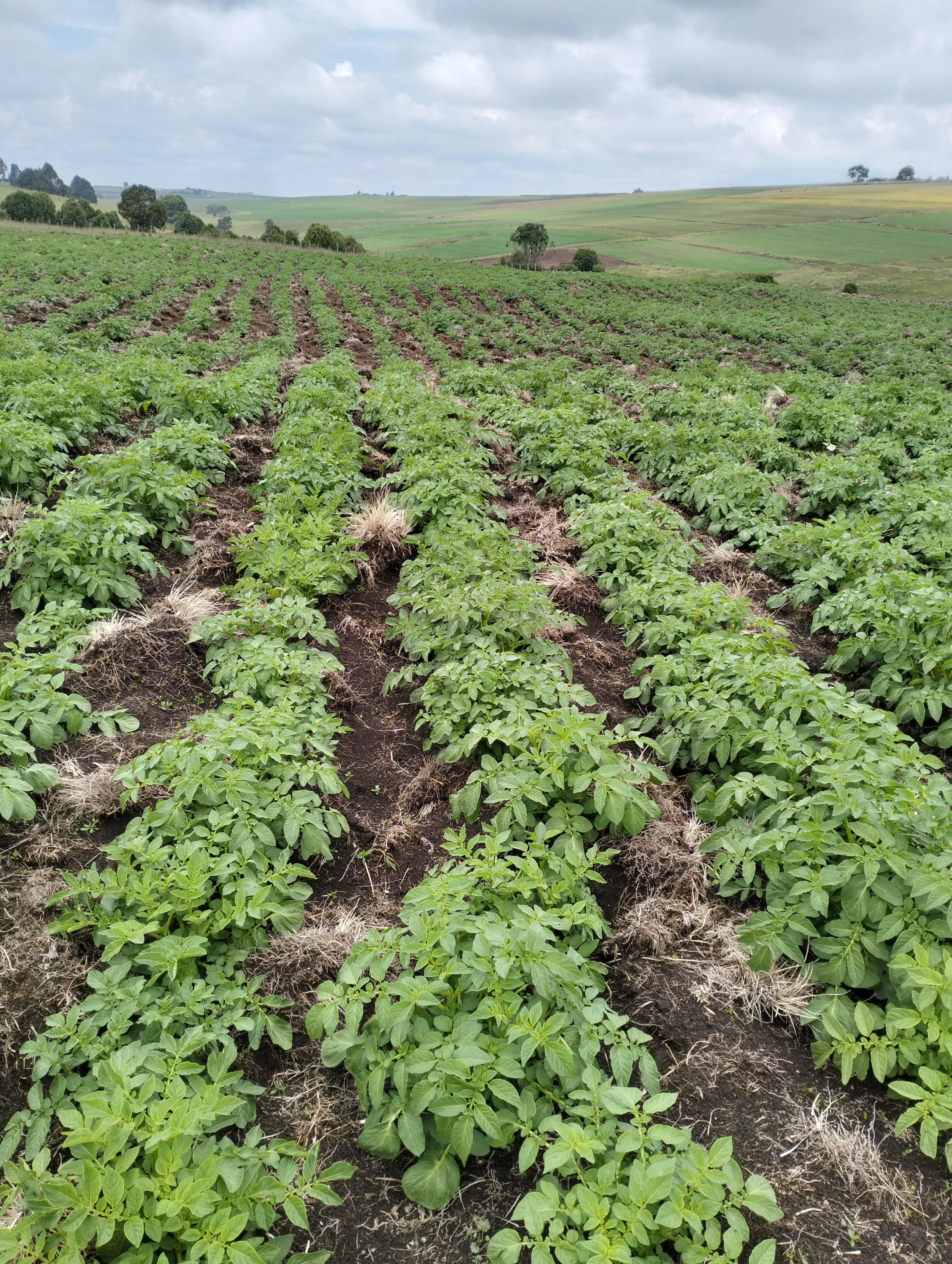 G-plex certified Shangi seed potato 50kg bags in Nakuru, Kenya
