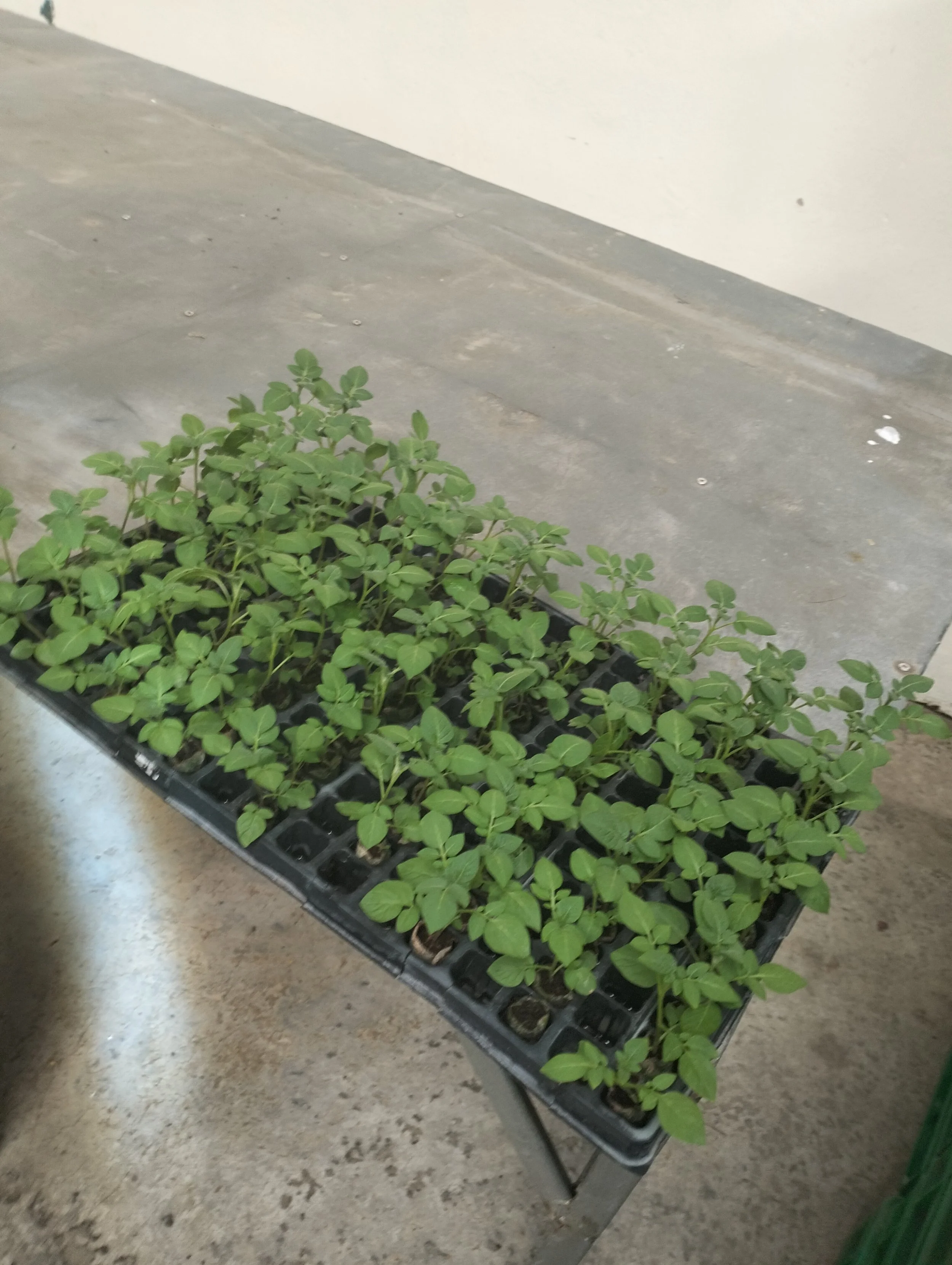 G-plex certified Shangi seed potato 50kg bags in Nakuru, Kenya