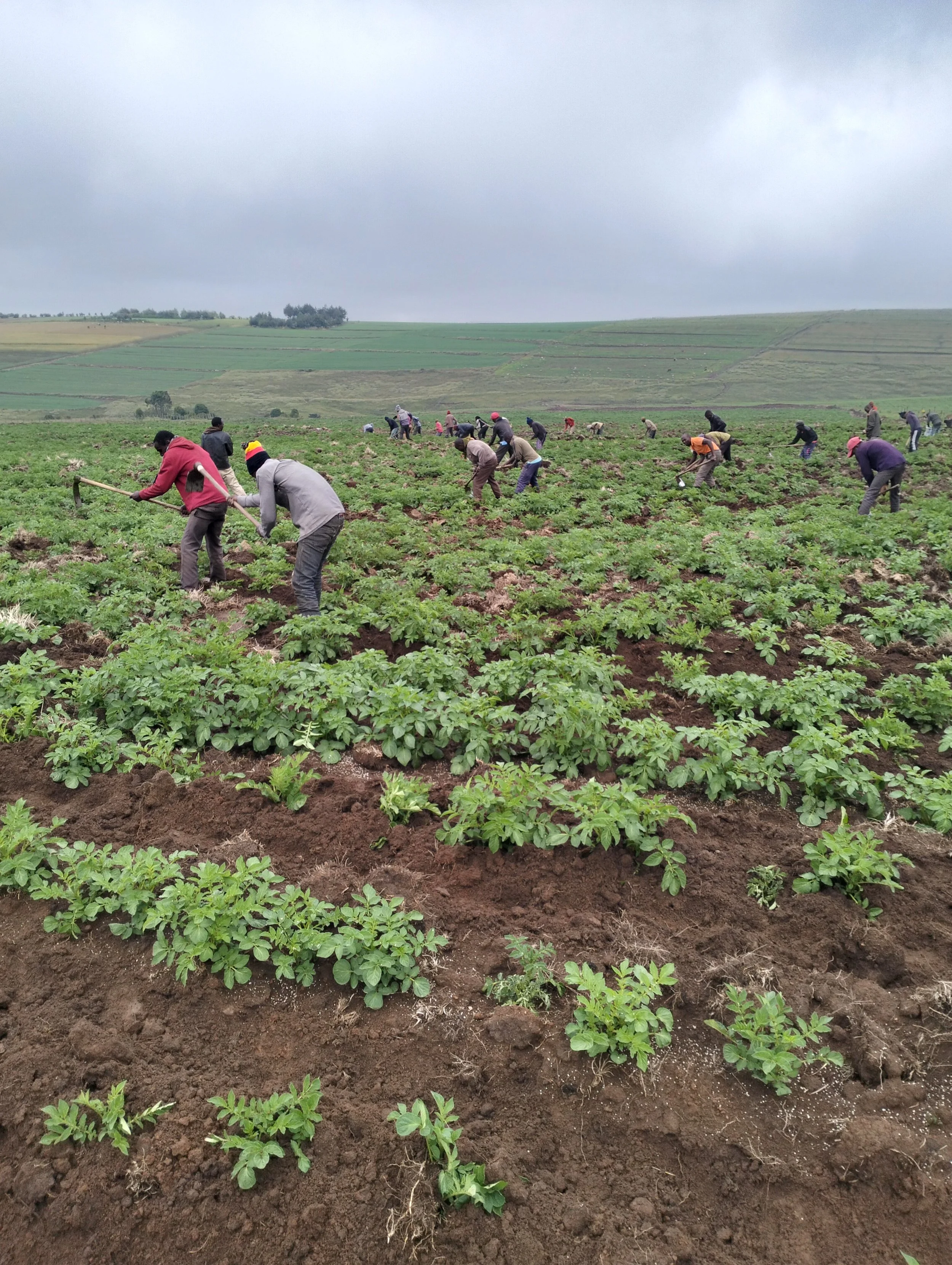 G-plex certified Shangi seed potato 50kg bags in Nakuru, Kenya