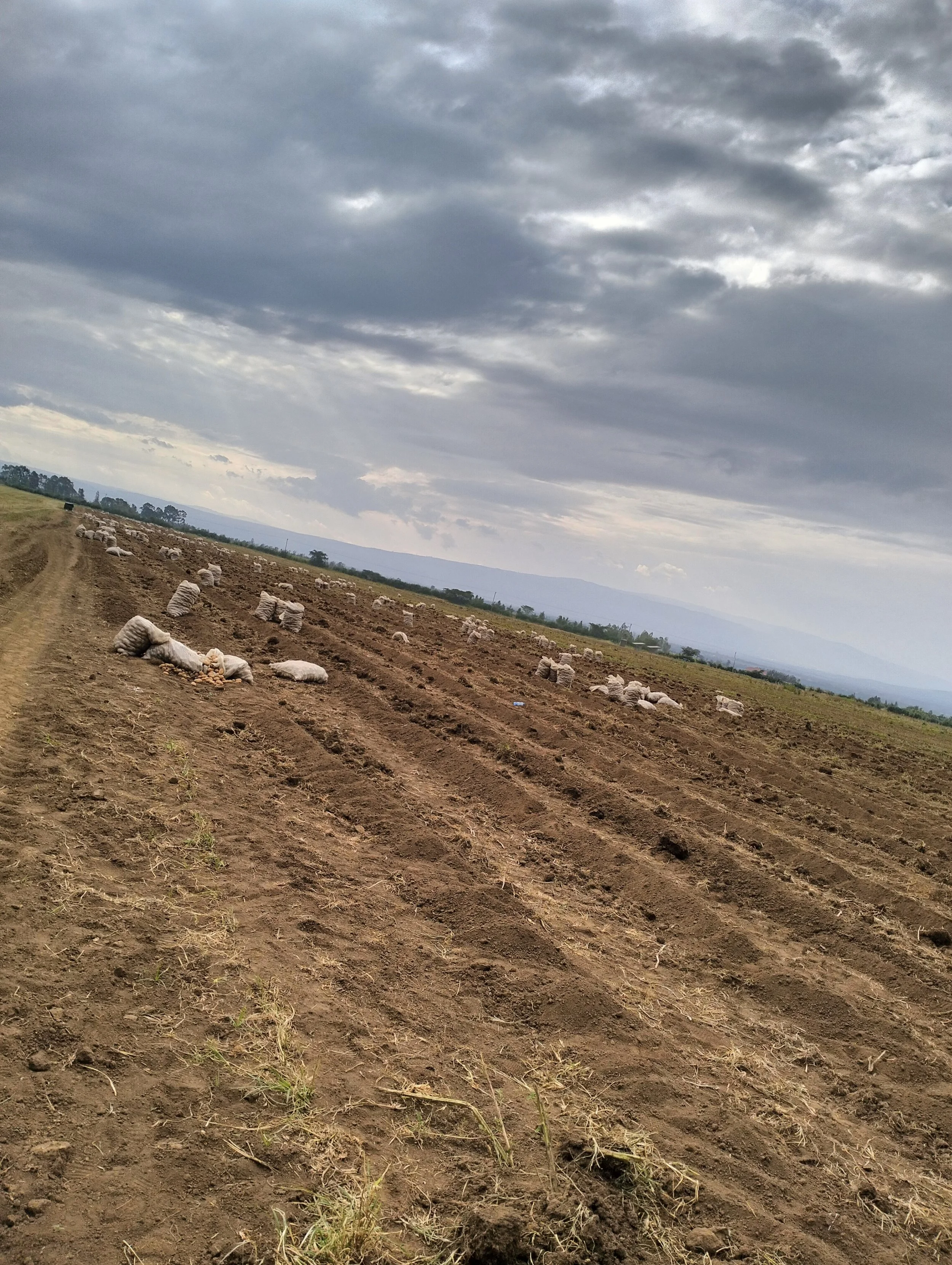 G-plex certified Shangi seed potato 50kg bags in Nakuru, Kenya