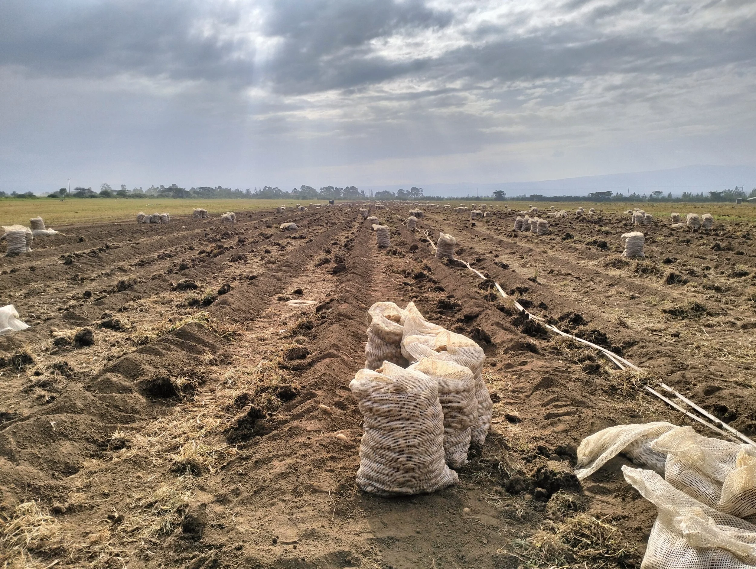 Rows of freshly tilled soil with burlap sacks of seeds or fertilizer, in an open farm field under a cloudy sky.