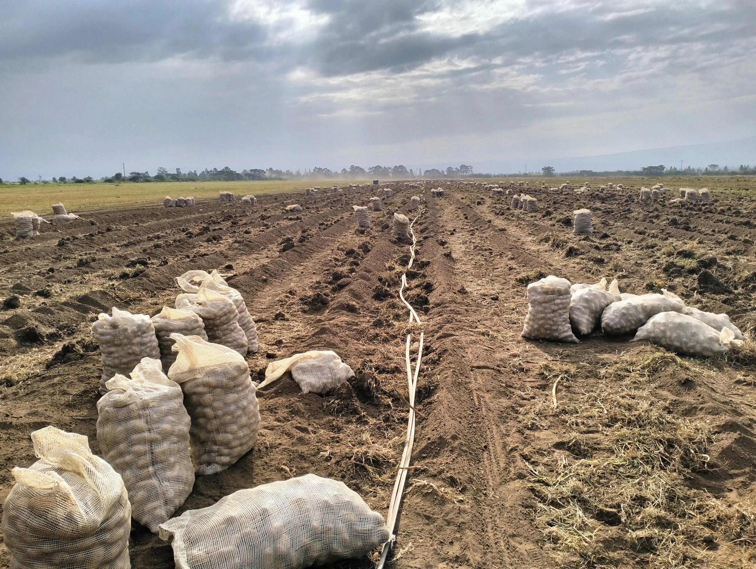 A farmland with rows of tilled soil, white sacks arranged along the rows, cloudy sky overhead, and mountains in the distance.