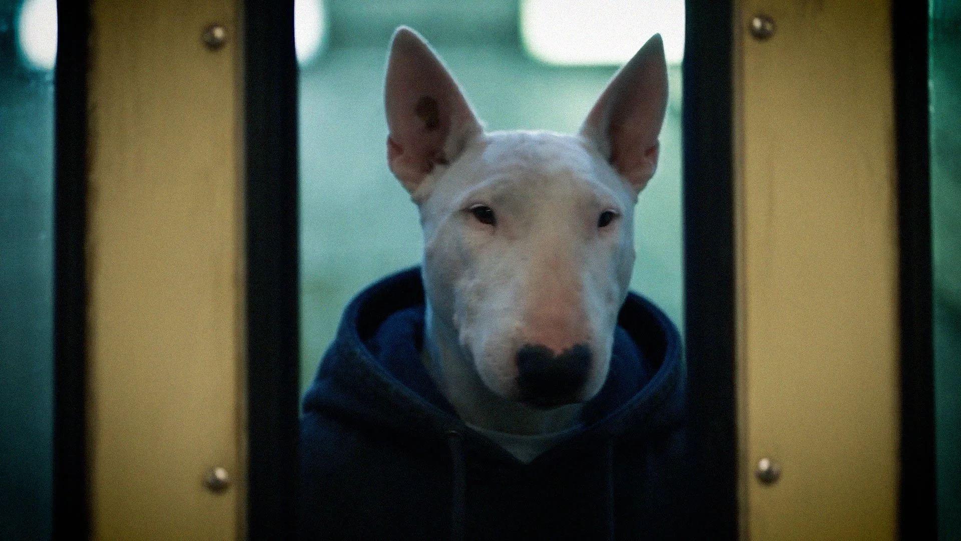 Bullterrier_man.00_00_30_08.jpg