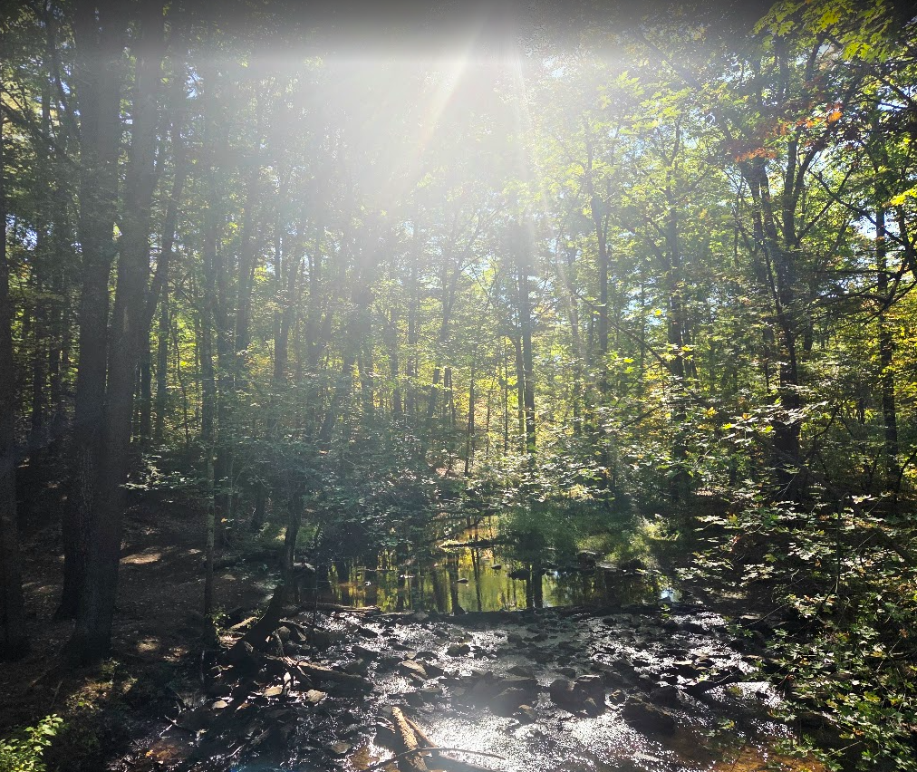Sunlight streaming through a lush forest canopy over a rocky woodland creek and reflective pools