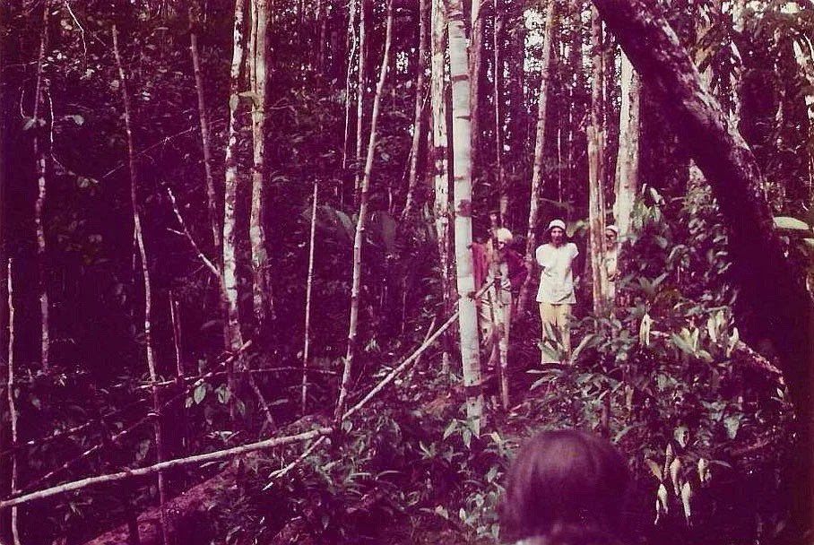 People hiking through a dense tropical rainforest with tall trees and lush vegetation