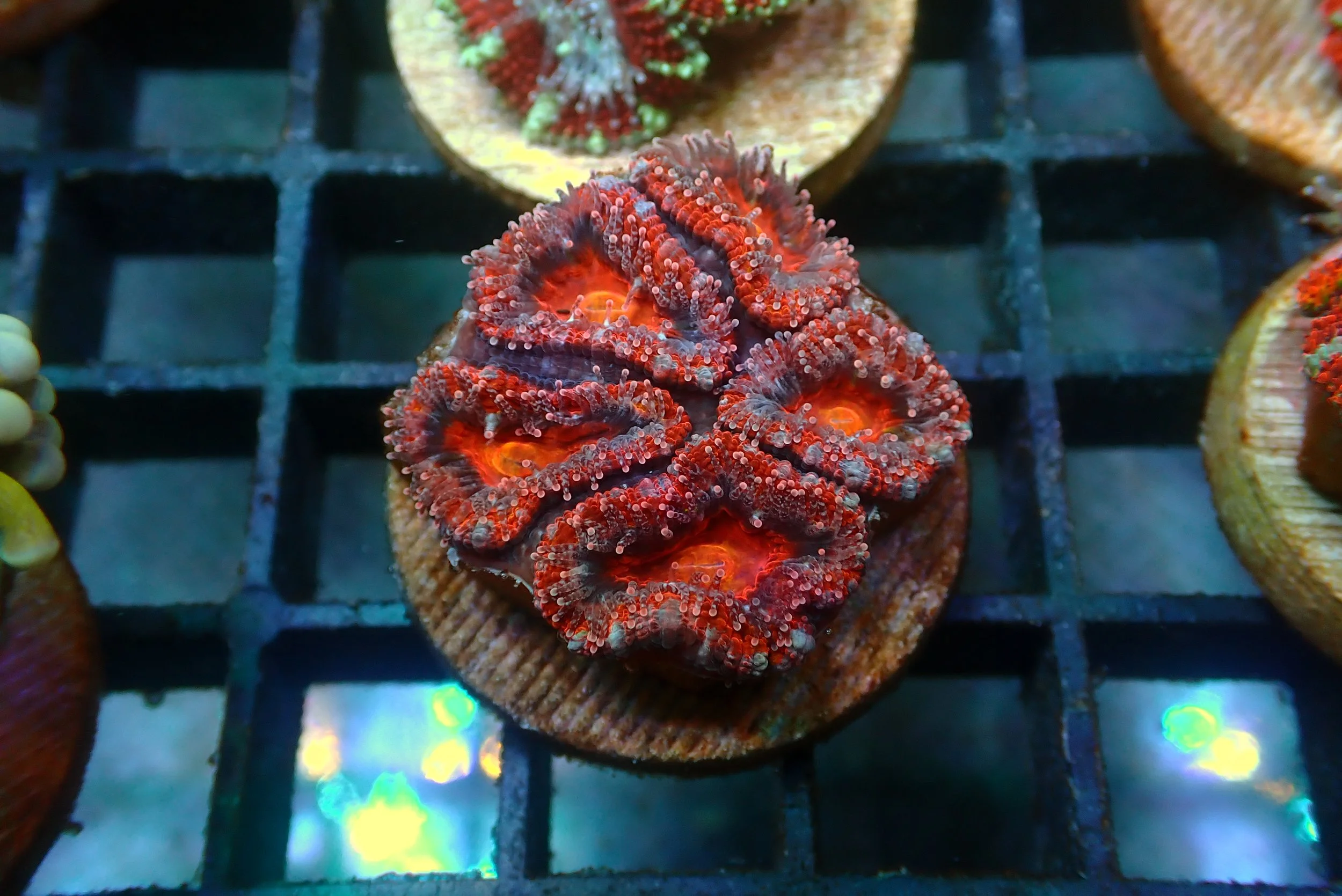 Acan #12