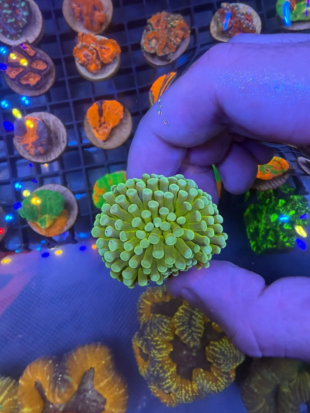 Out of This World Gold Aussie Torch