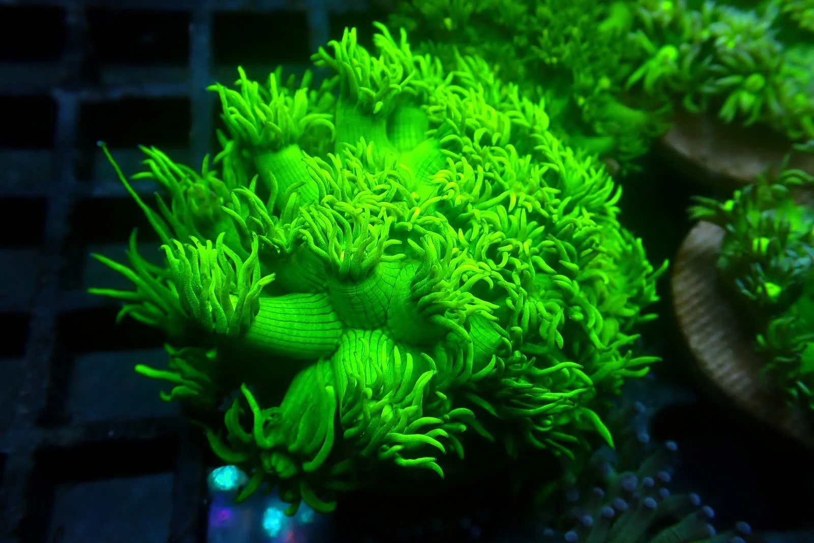 Monsoon Lime Goniopora