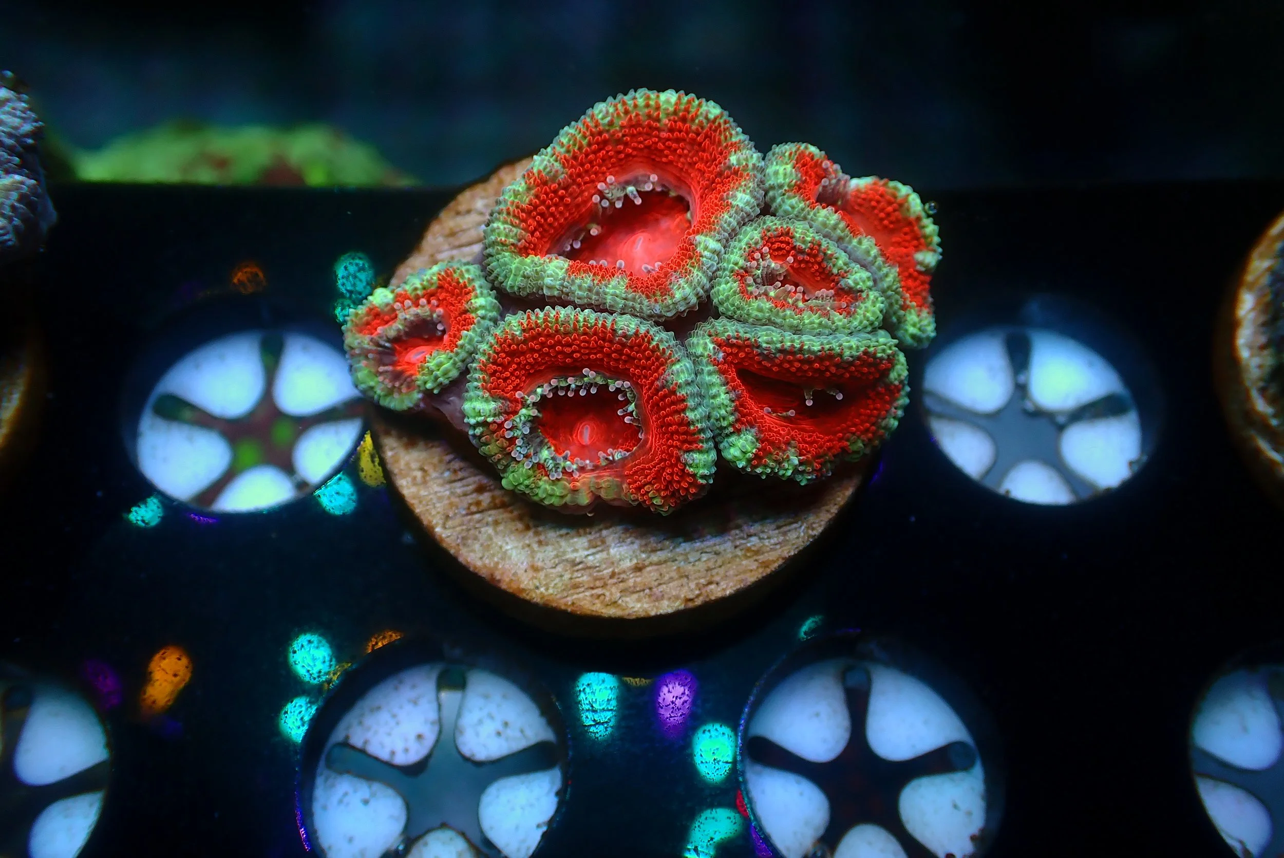 Acan #4