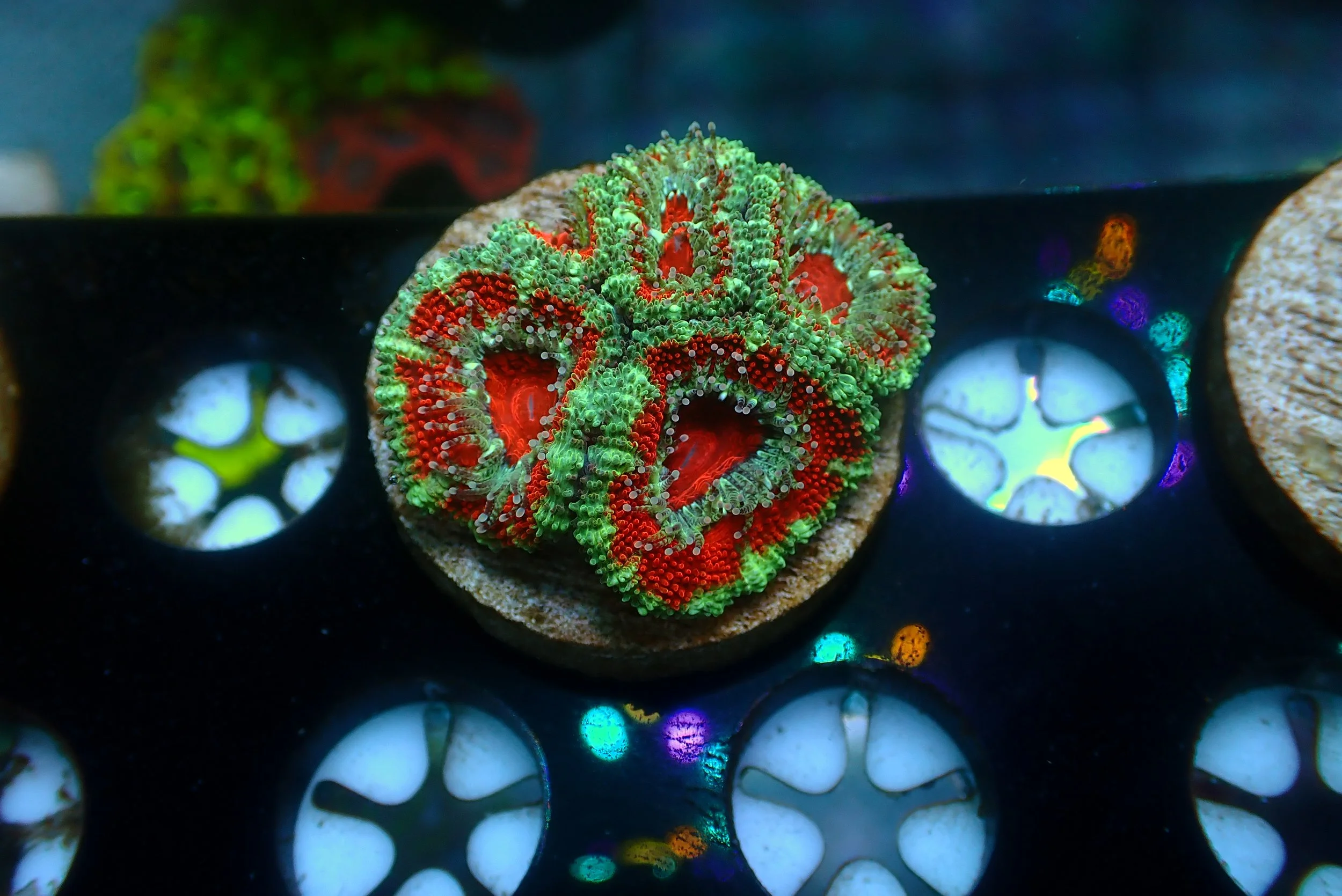 Acan #1