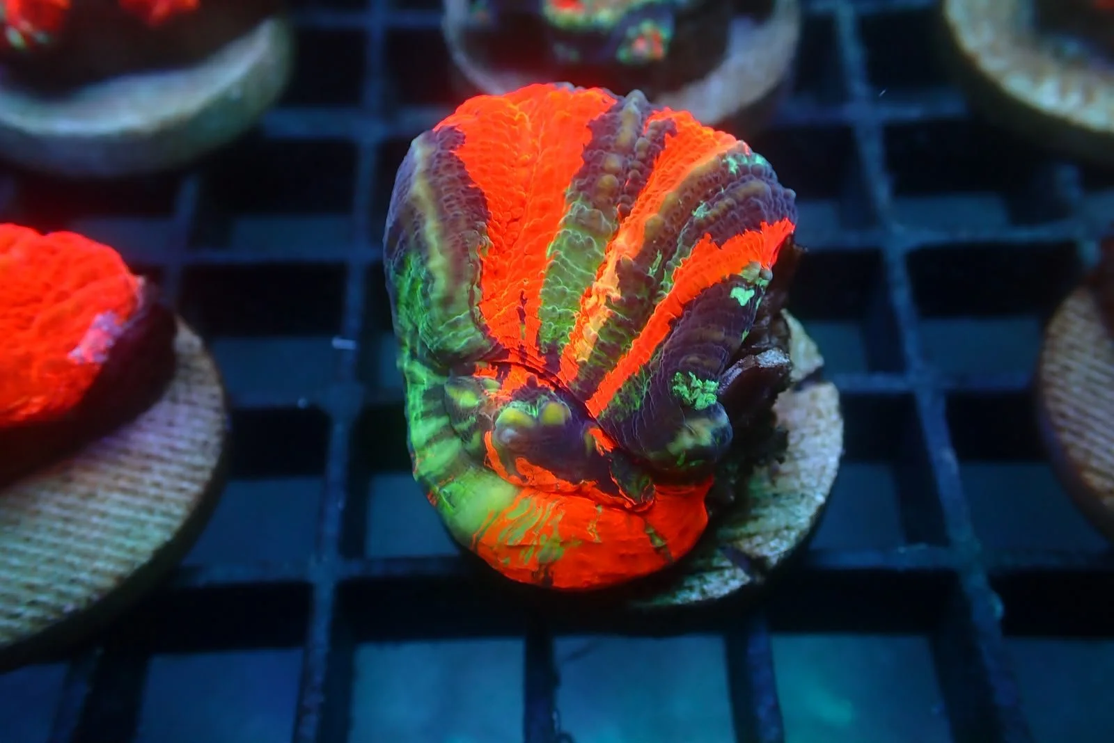 Cultured Warpaint Scolymia #3