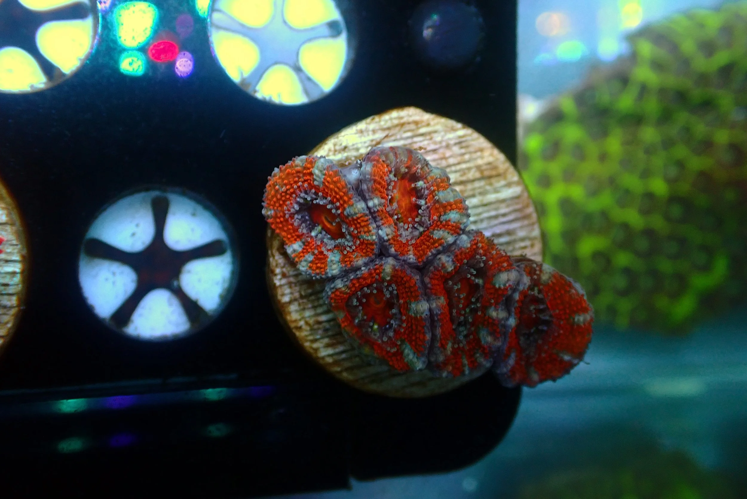Acan #6